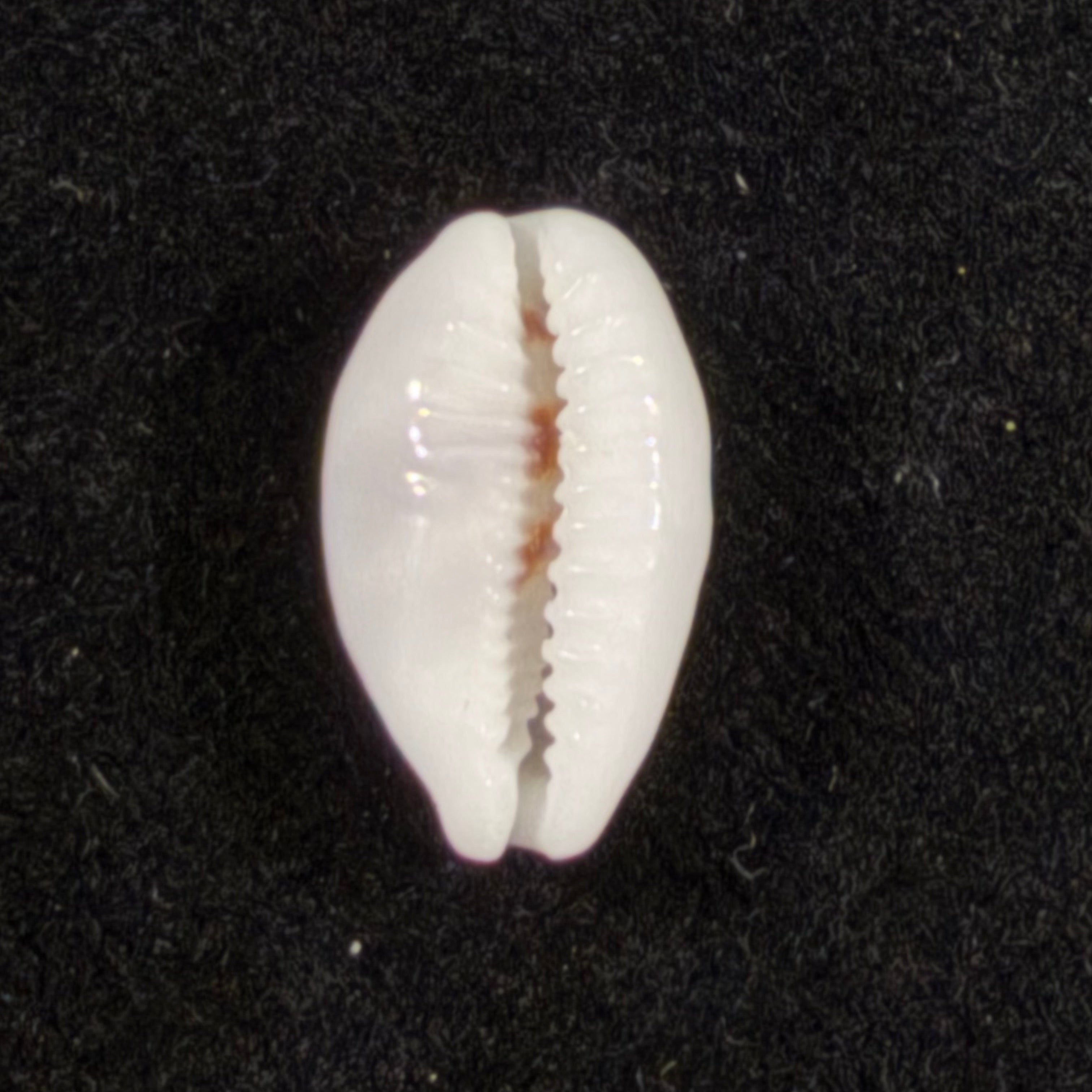 Palmadusta asellus (Linnaeus, 1758) - 15,1mm