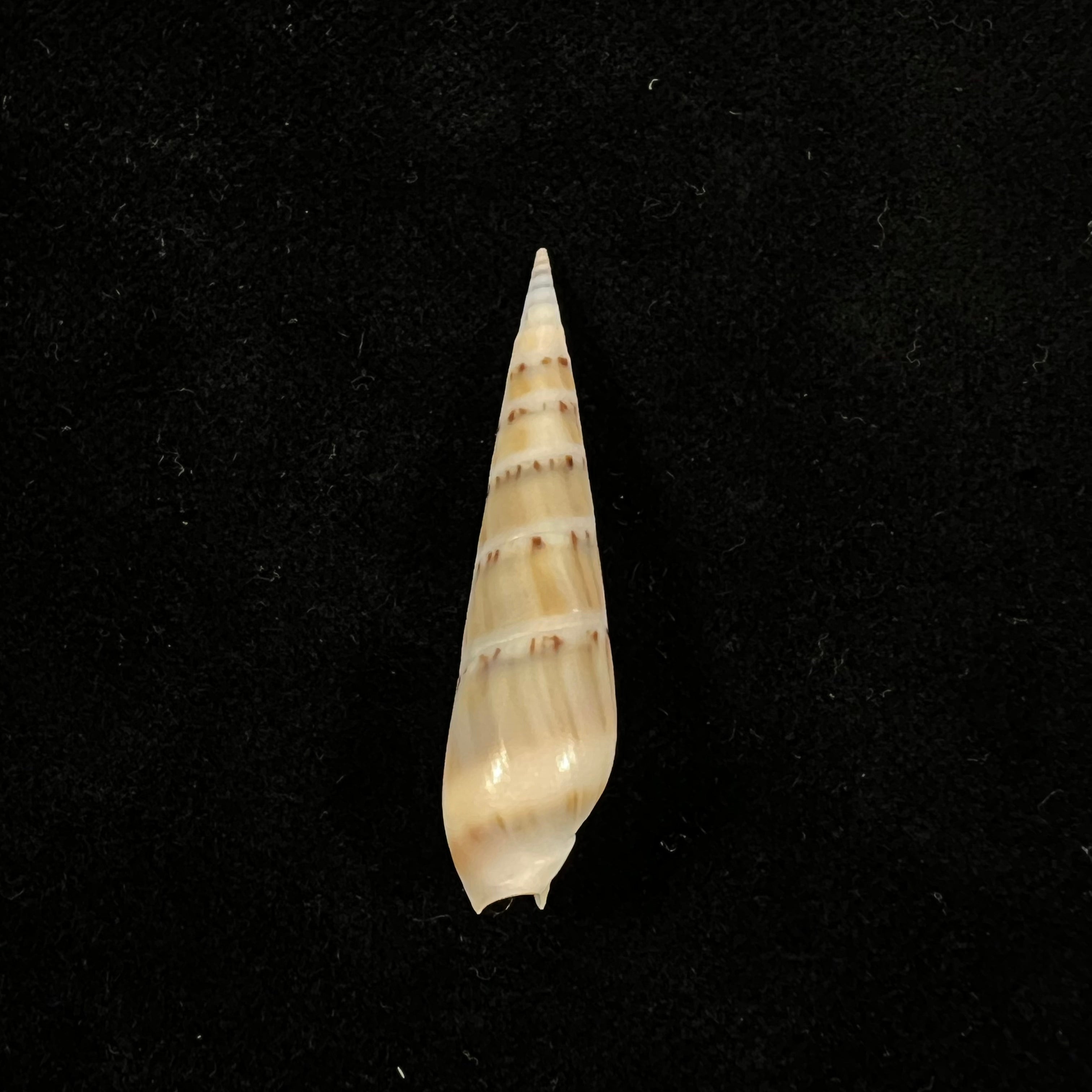Hastula nimbosa (Hinds, 1844) - 40,2mm