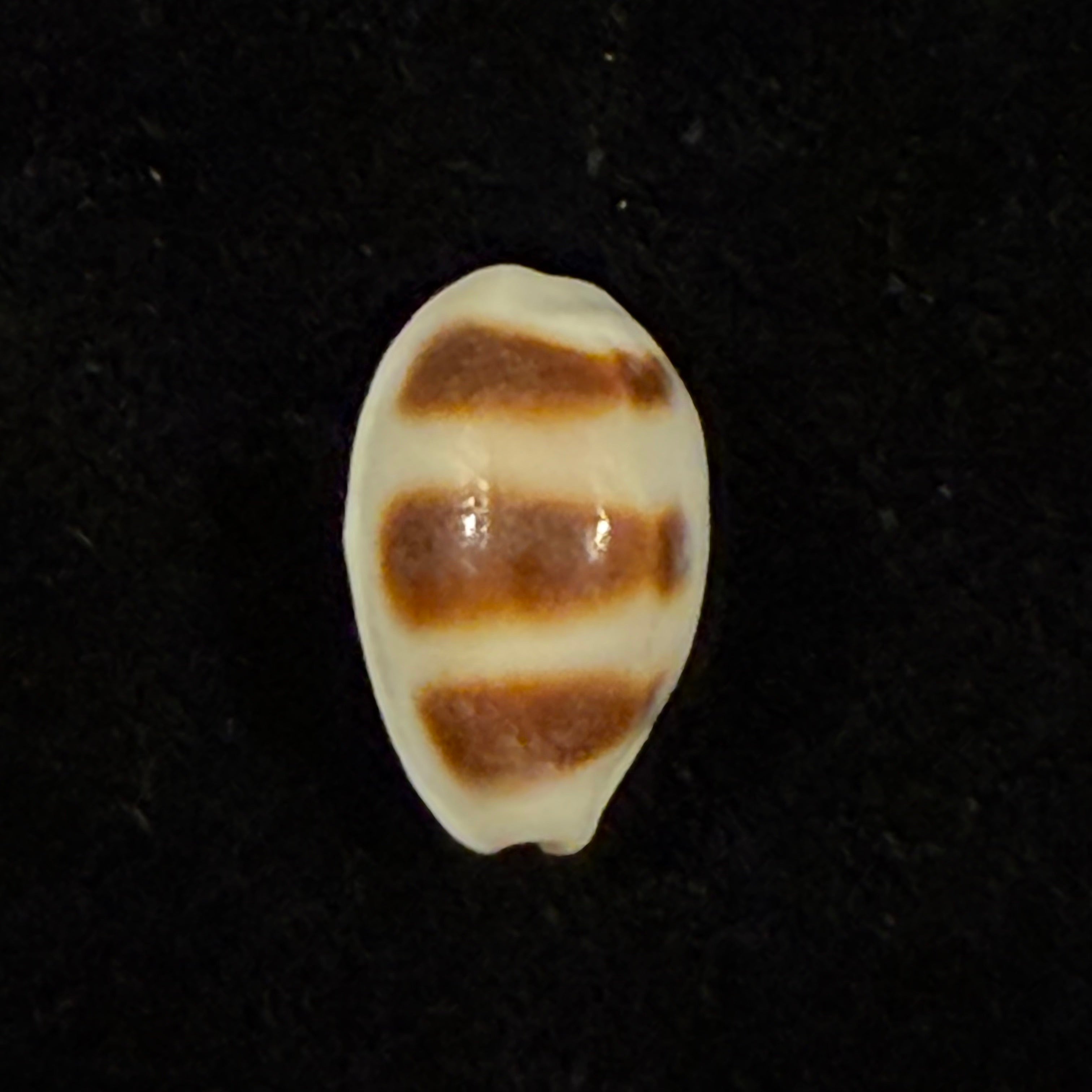 Palmadusta asellus (Linnaeus, 1758) - 14,9mm