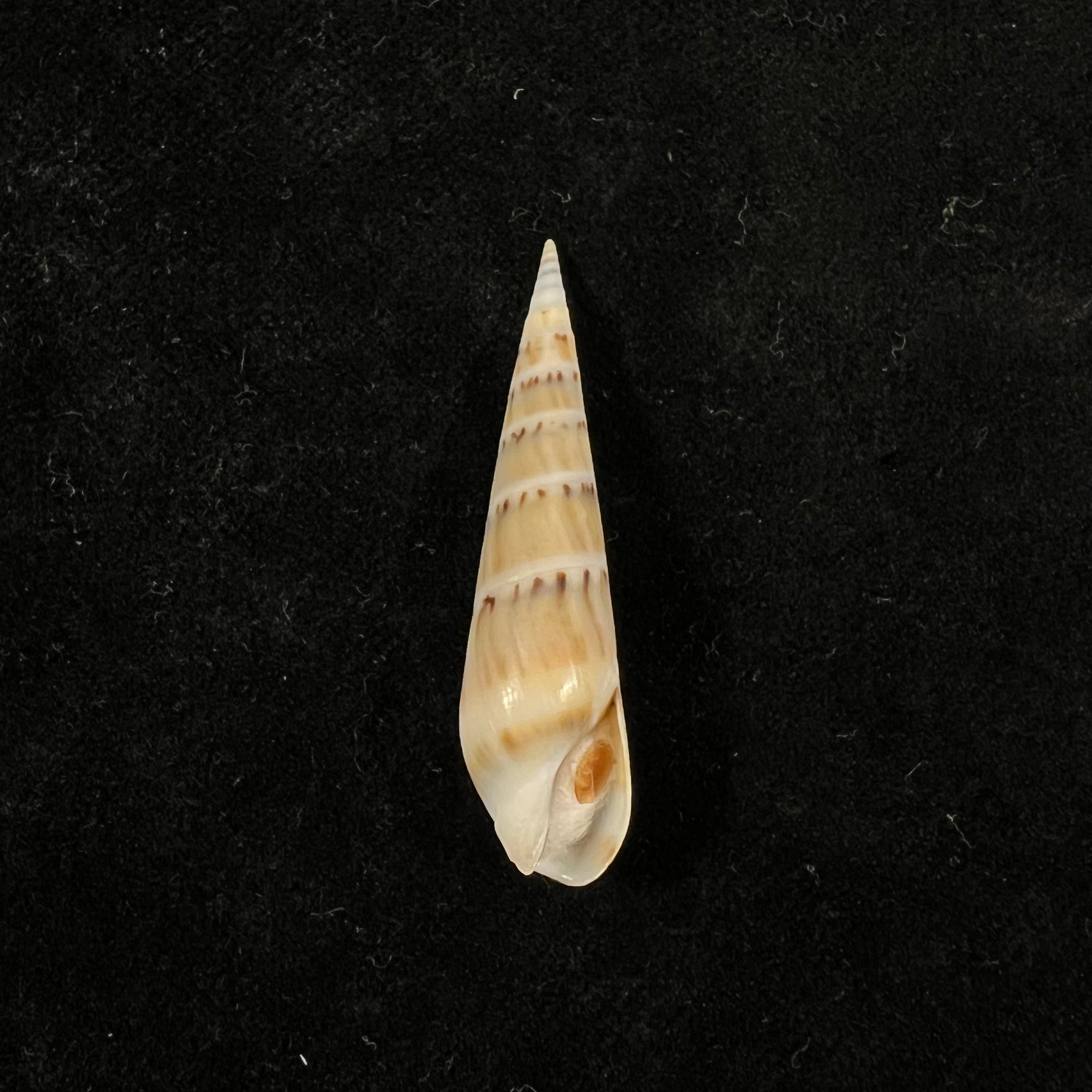 Hastula nimbosa (Hinds, 1844) - 40,2mm
