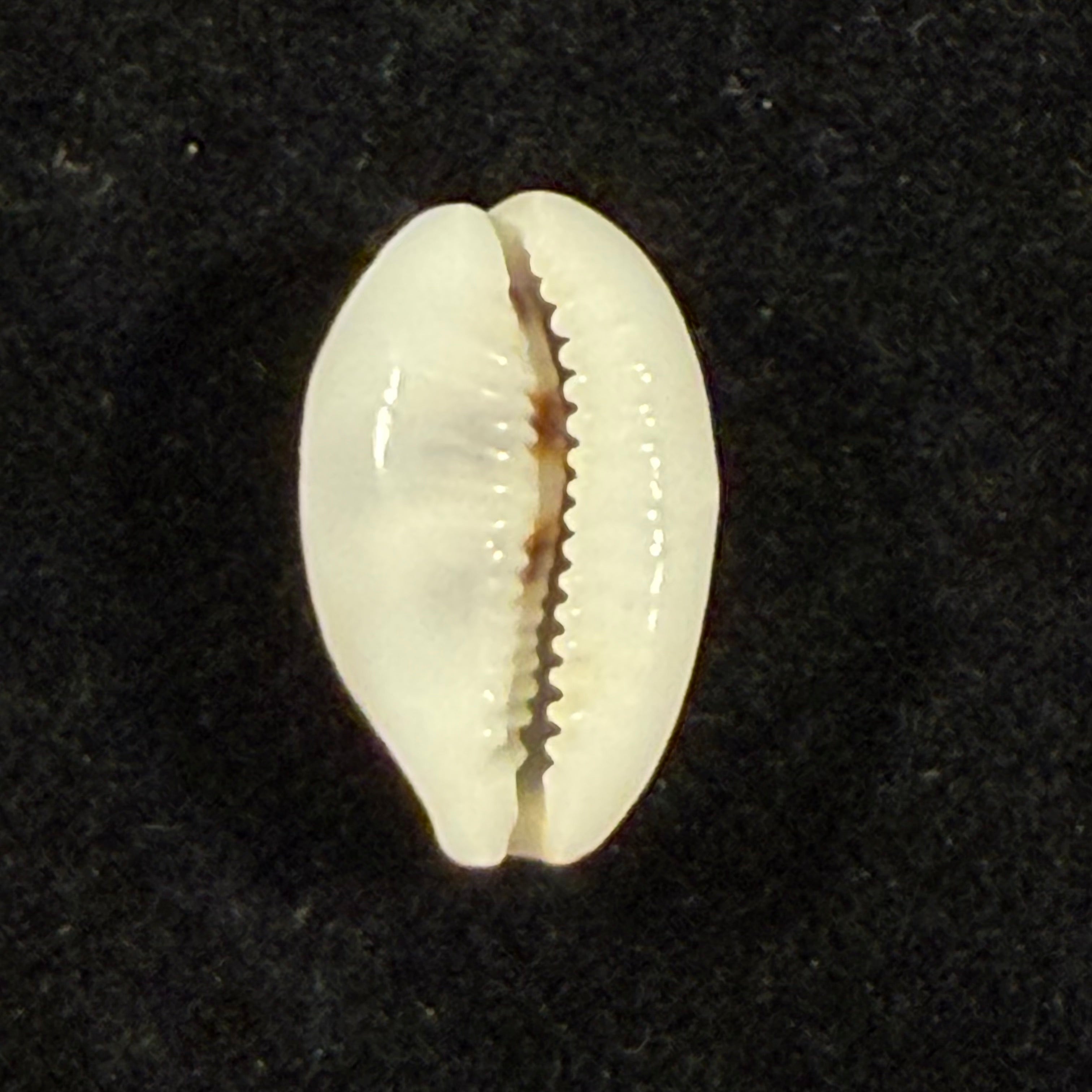 Palmadusta asellus (Linnaeus, 1758) - 14,9mm