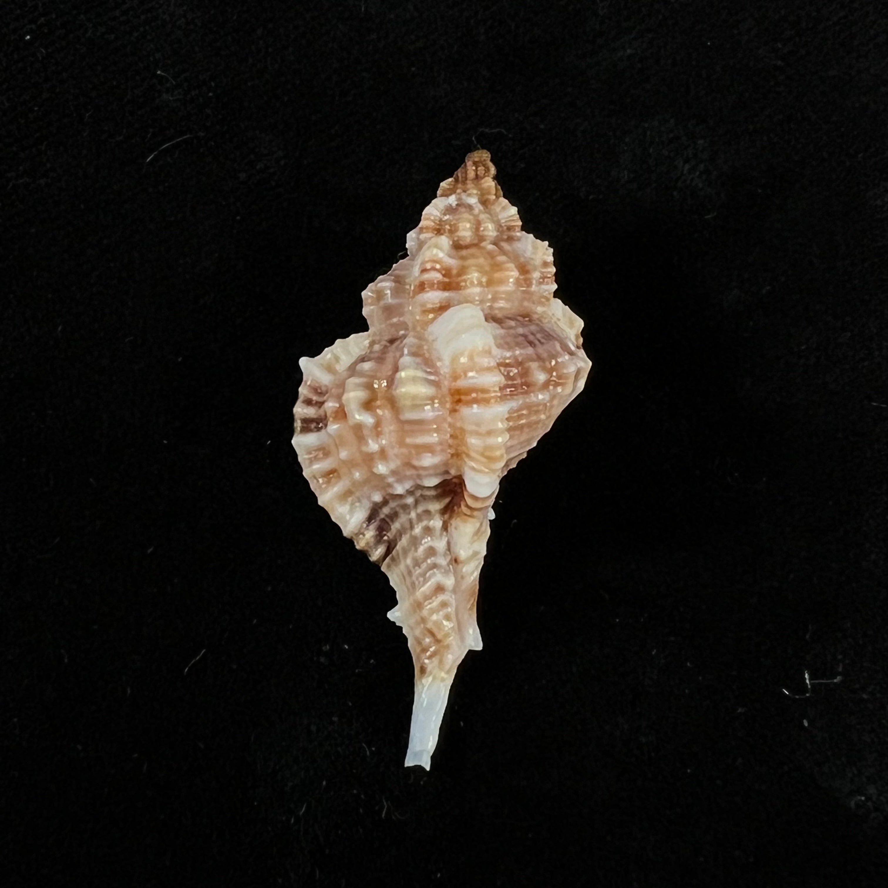 Siratus carolynae (EH Vokes, 1990) - 40,8mm