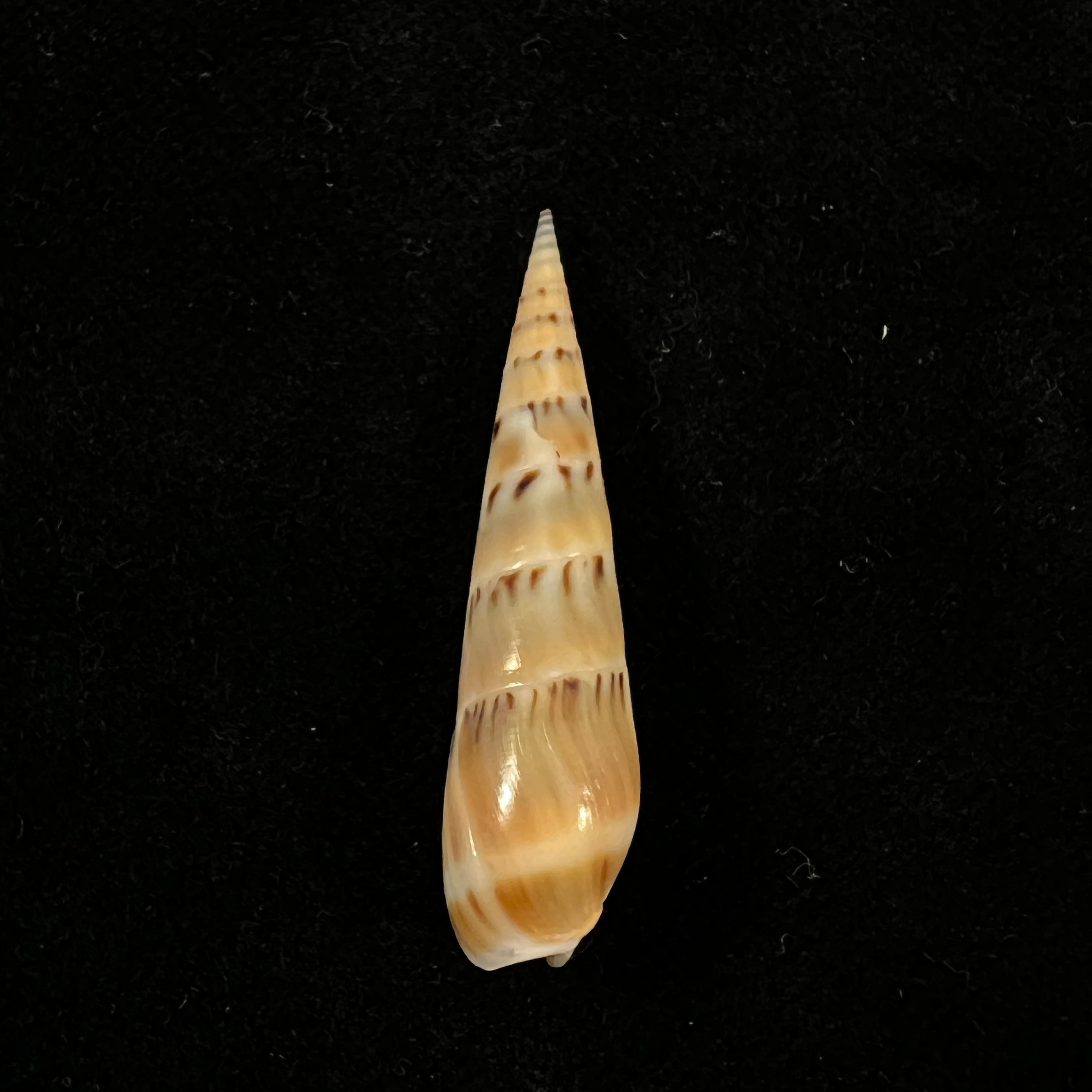Hastula nimbosa (Hinds, 1844) - 38,9mm