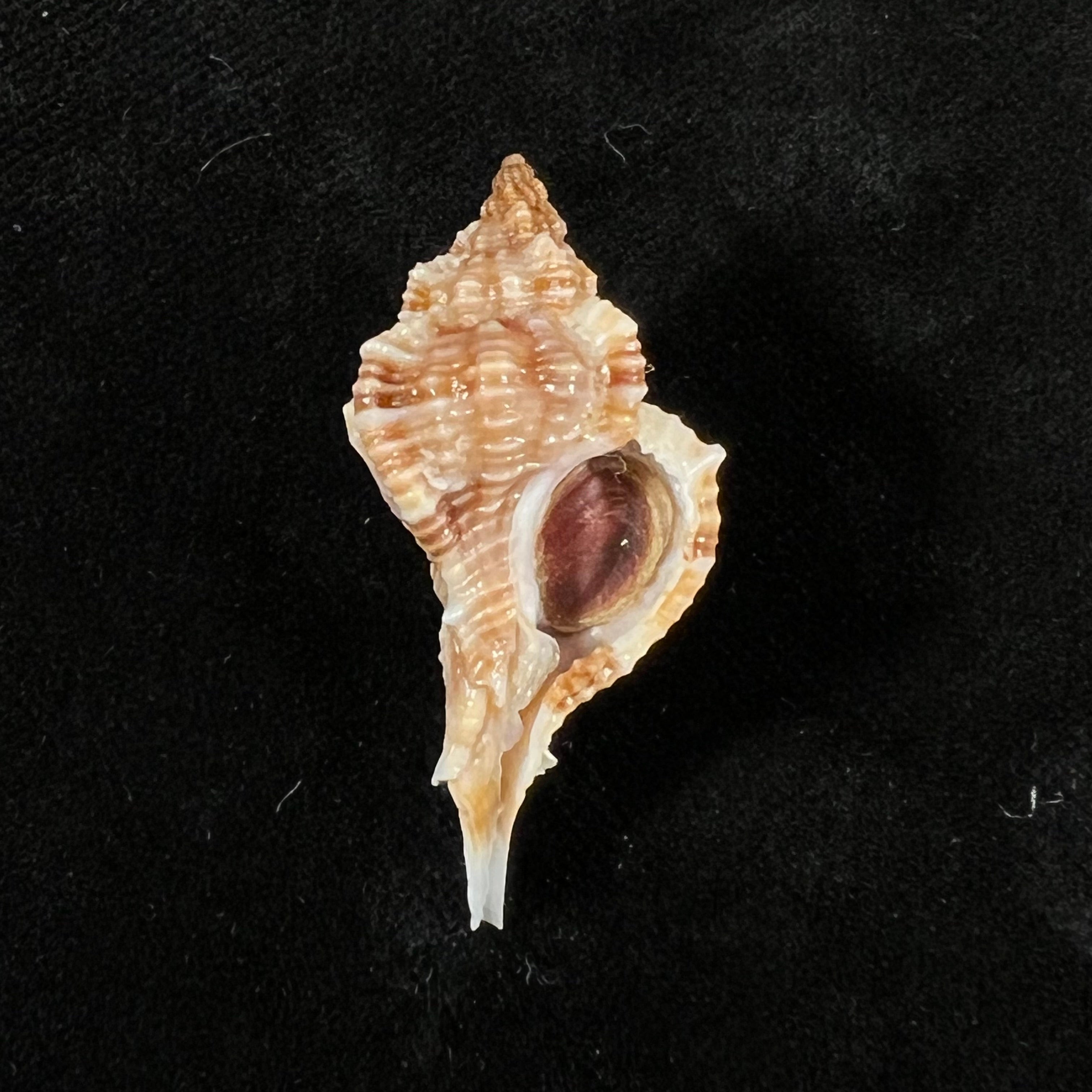 Siratus carolynae (EH Vokes, 1990) - 40,8mm