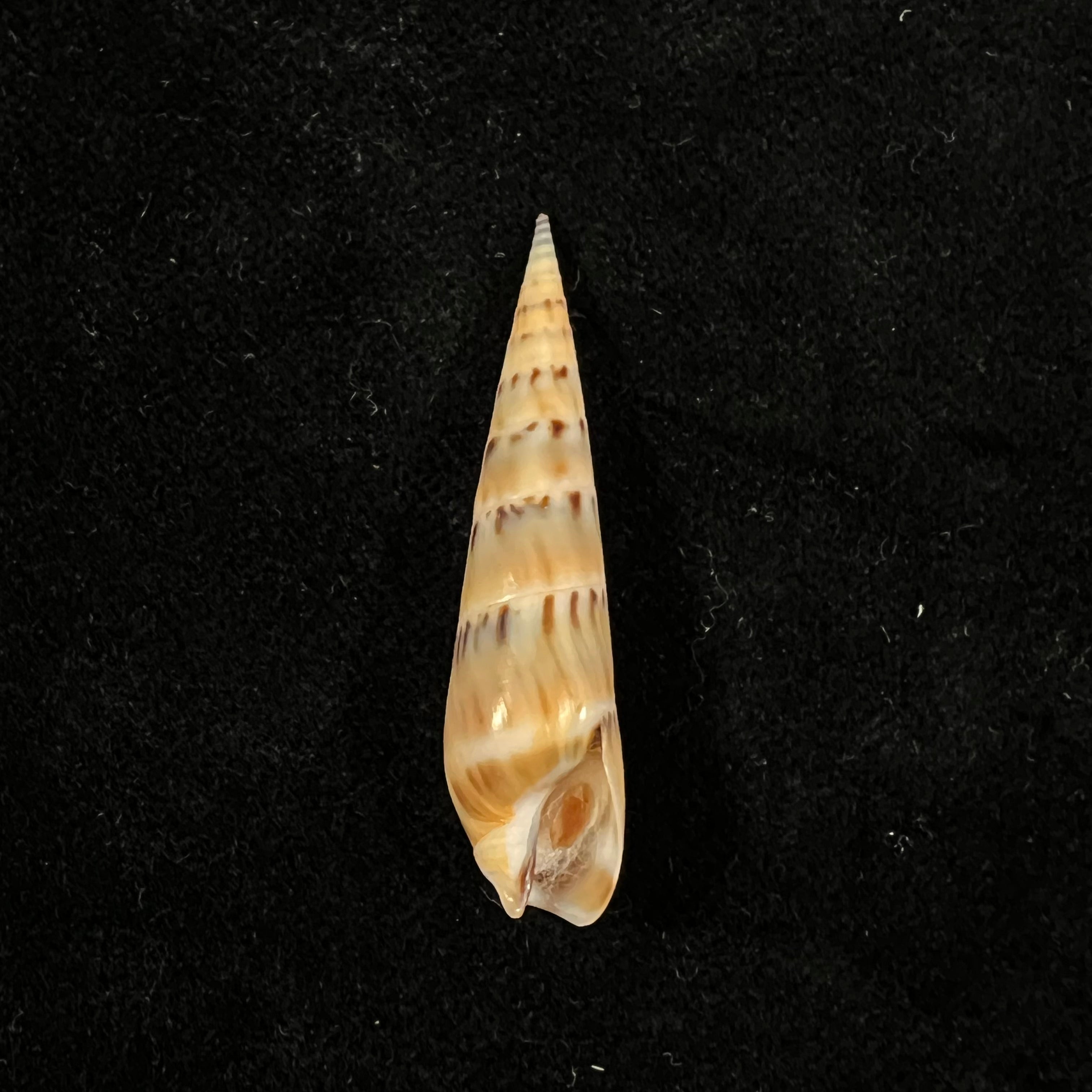 Hastula nimbosa (Hinds, 1844) - 38,9mm