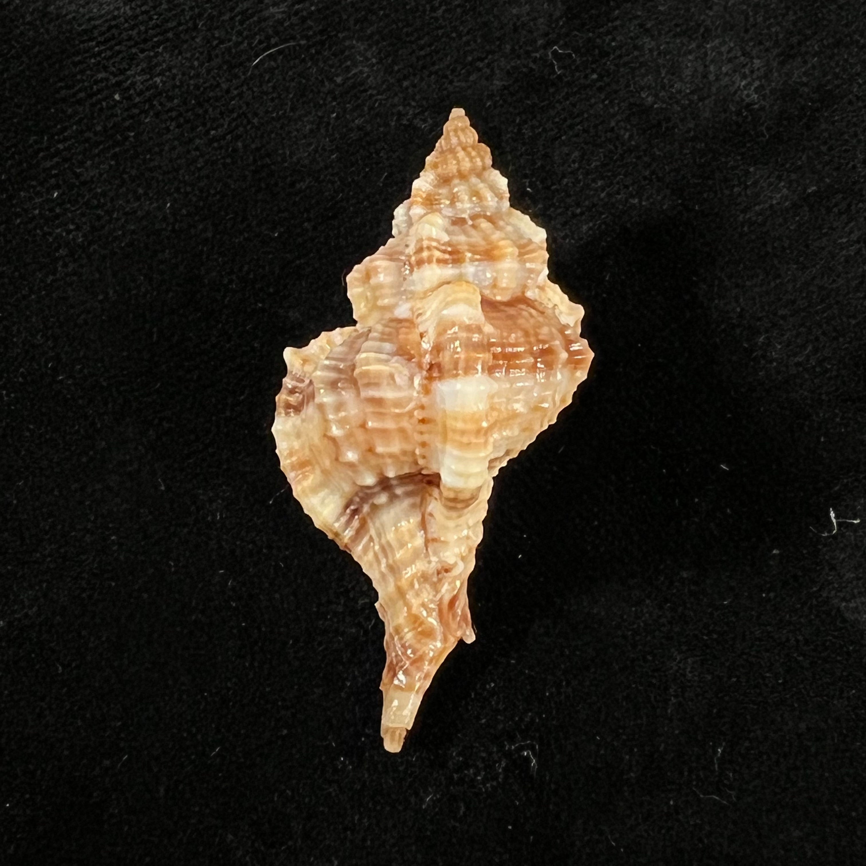 Siratus carolynae (EH Vokes, 1990) - 44,9mm