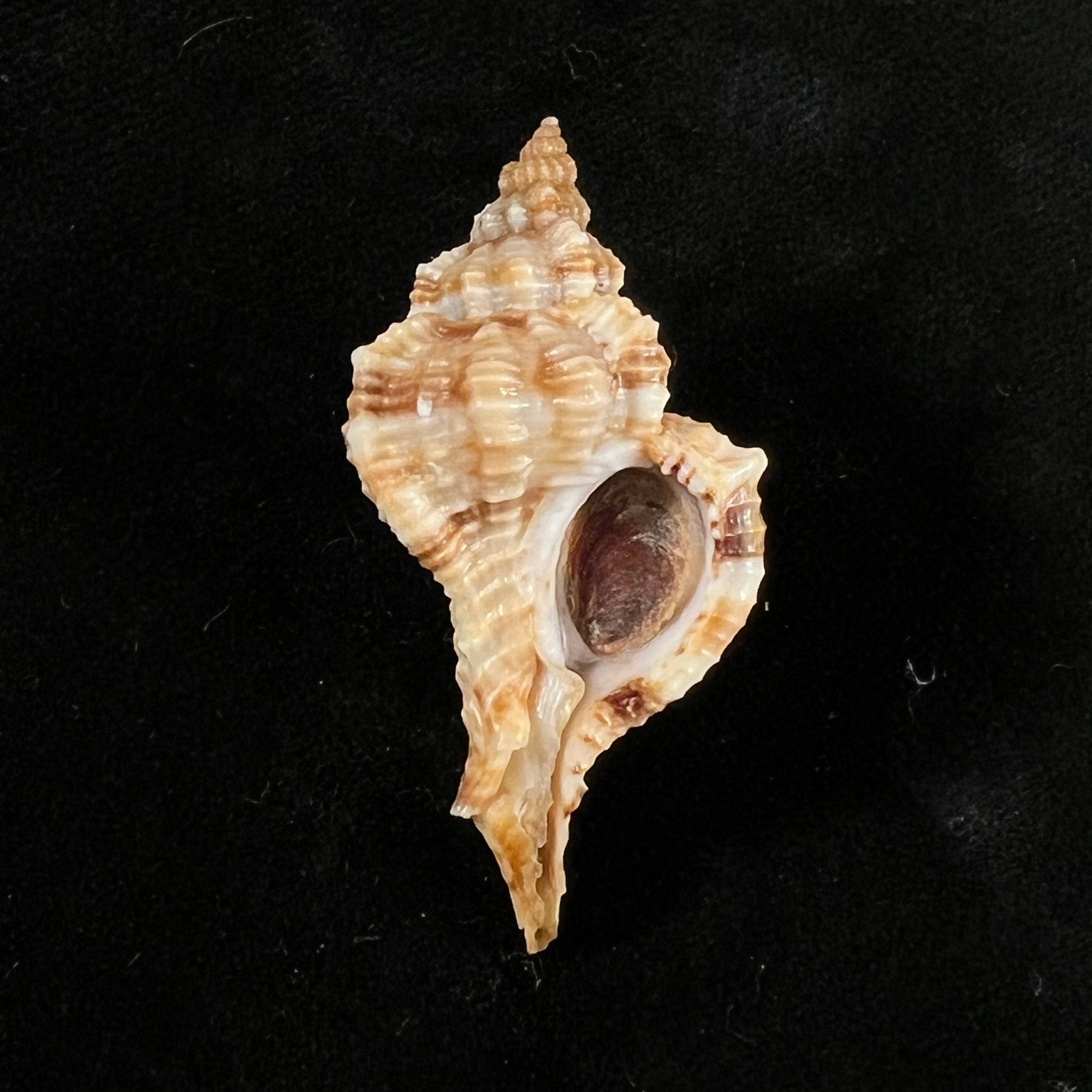 Siratus carolynae (EH Vokes, 1990) - 44,9mm