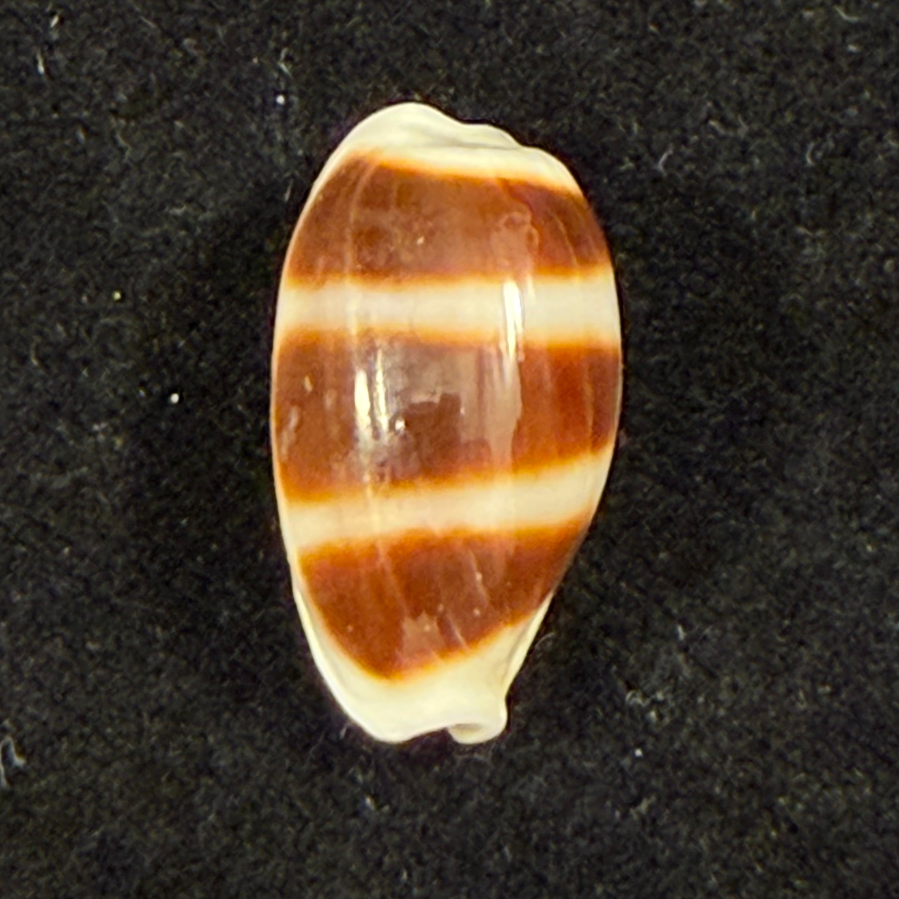 Palmadusta asellus (Linnaeus, 1758) - 19,8mm