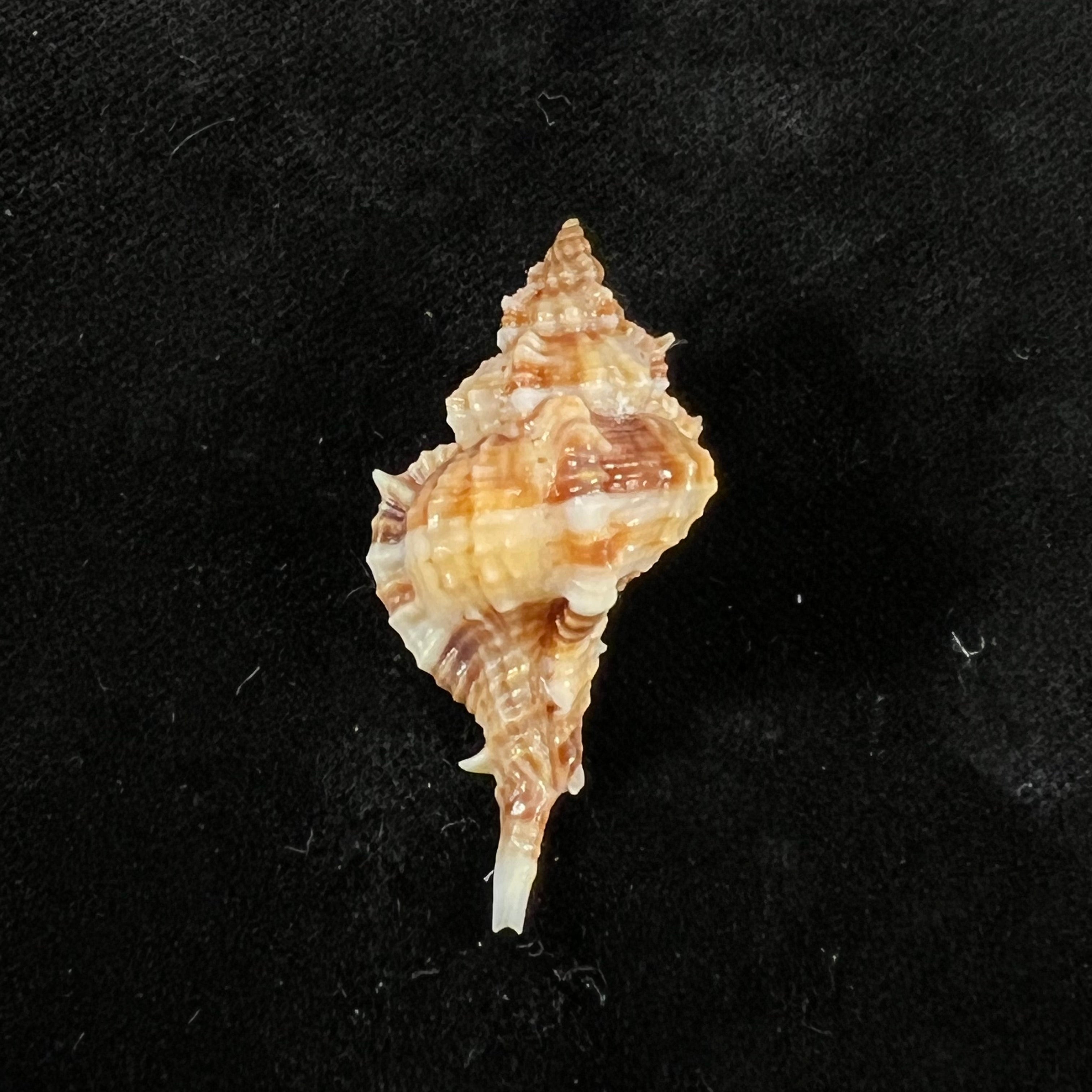 Siratus carolynae(EH Vokes,1990)- 39,7毫米