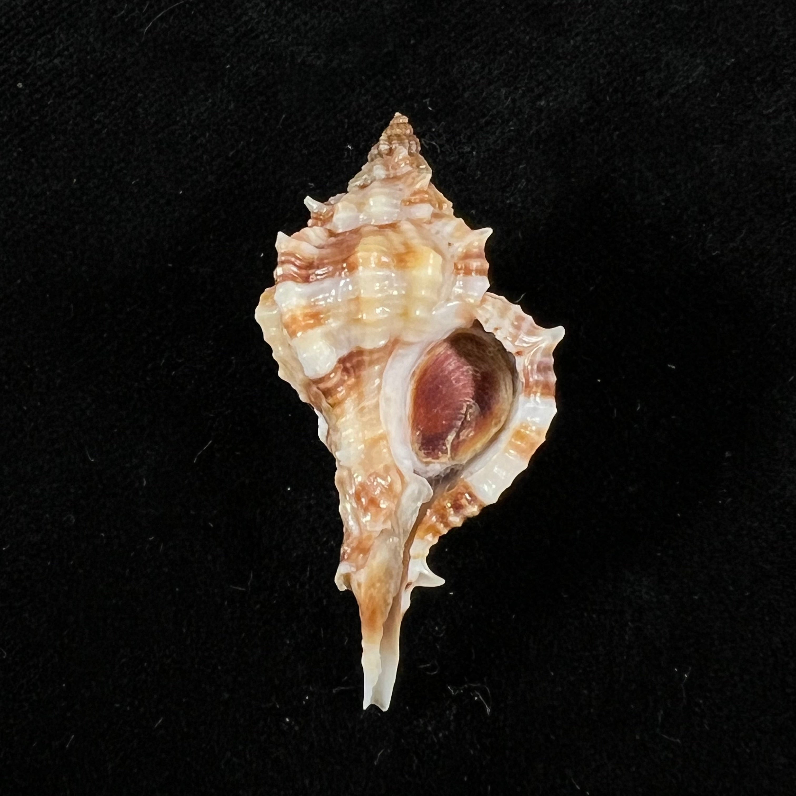 Siratus carolynae(EH Vokes,1990)- 39,7毫米
