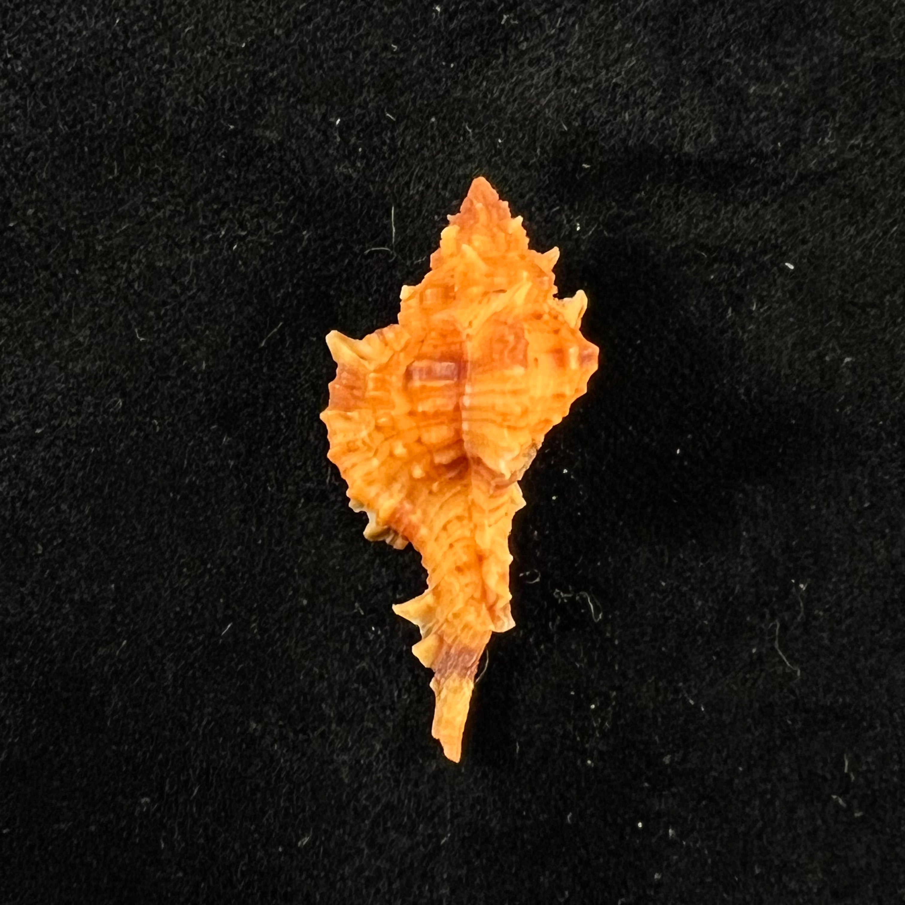 Siratus coltrorum (EH Vokes, 1990) - 34,4mm