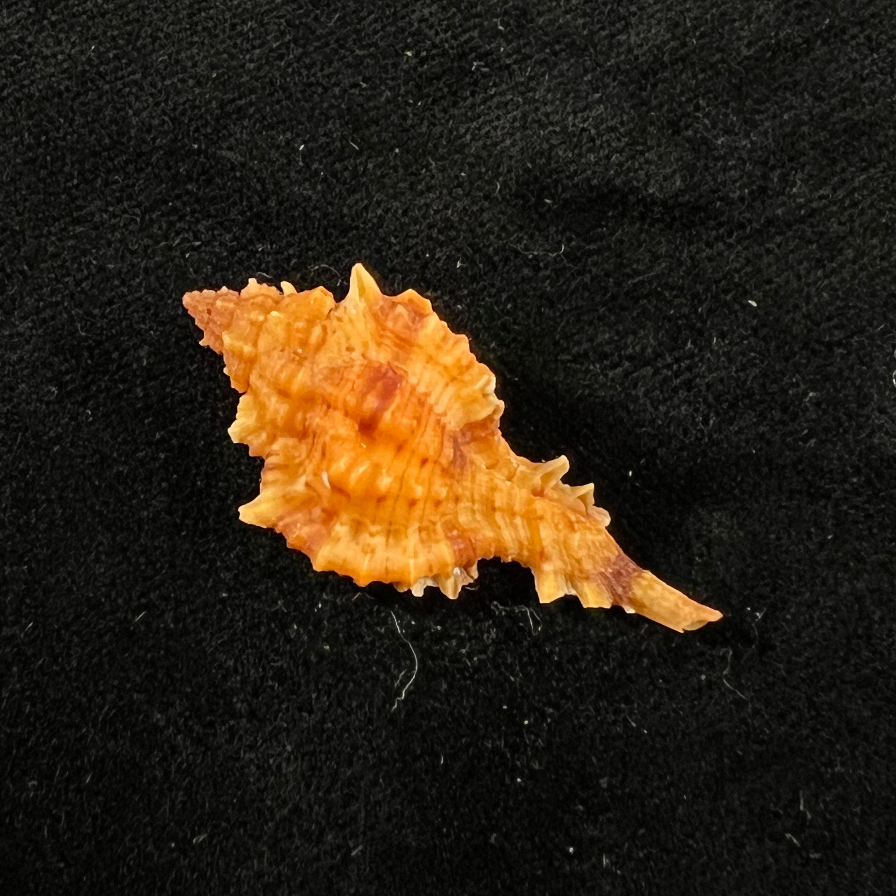 Siratus coltrorum (EH Vokes, 1990) - 34,4mm