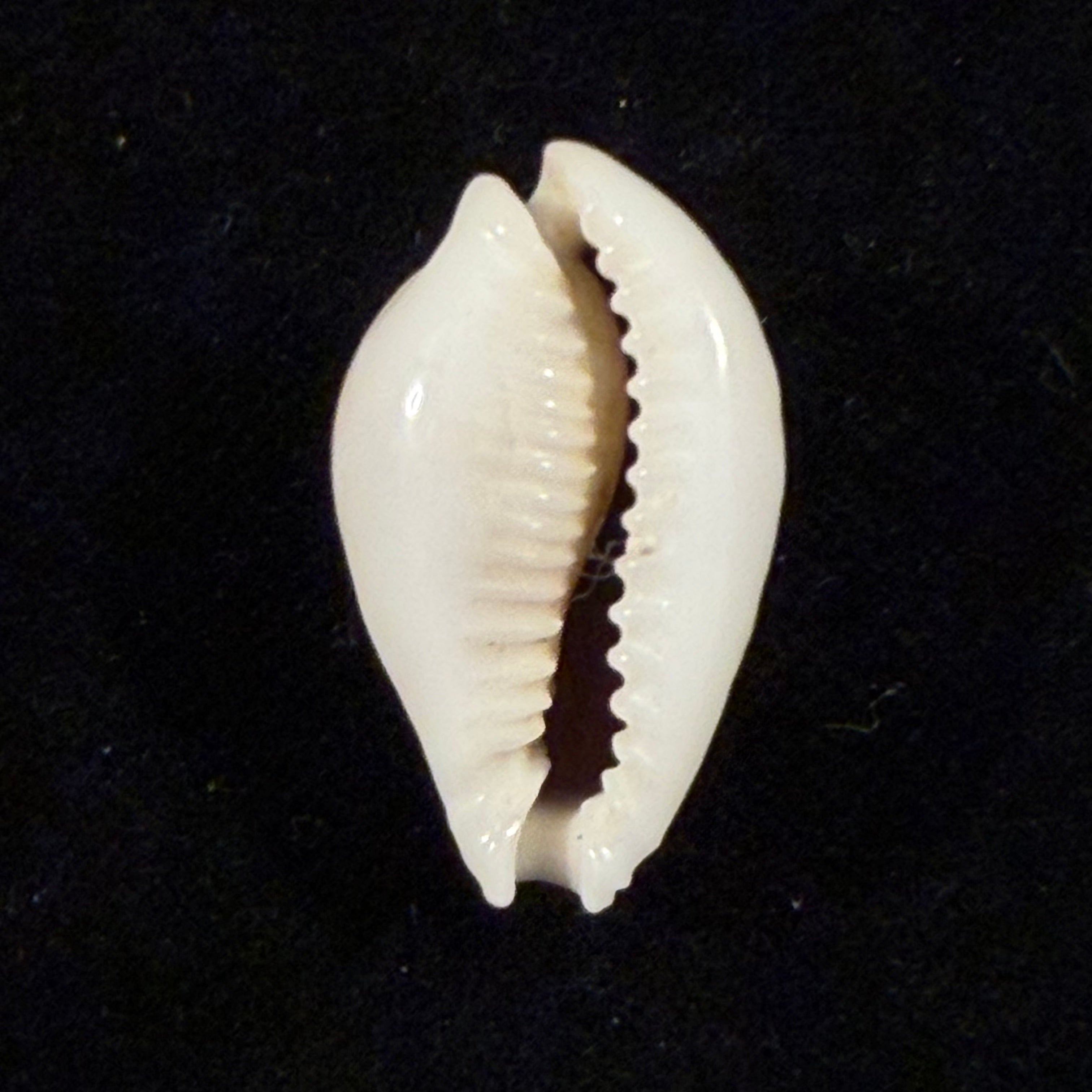 Naria miliaris (Gmelin, 1791) - 25,5mm