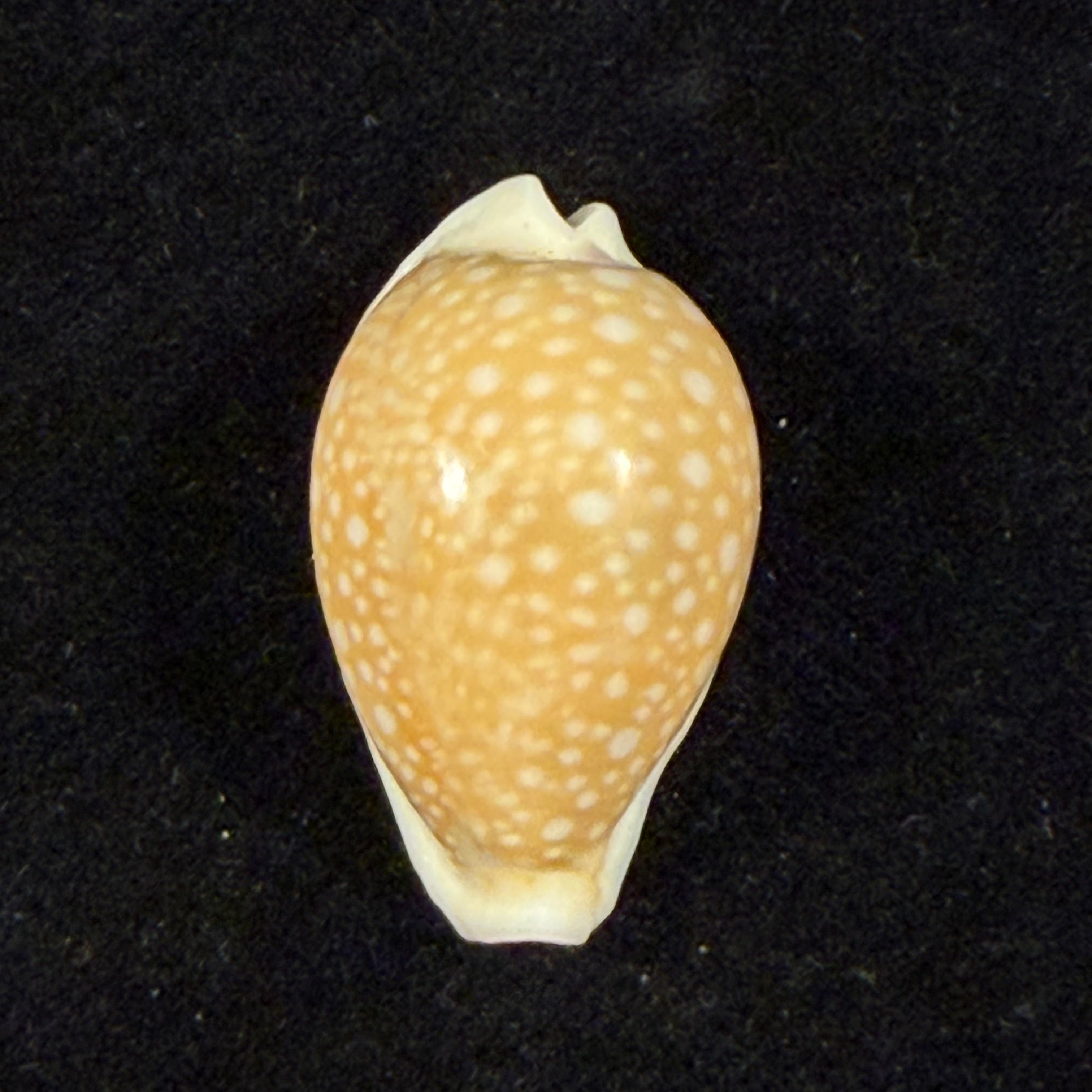 Naria miliaris (Gmelin, 1791) - 25mm