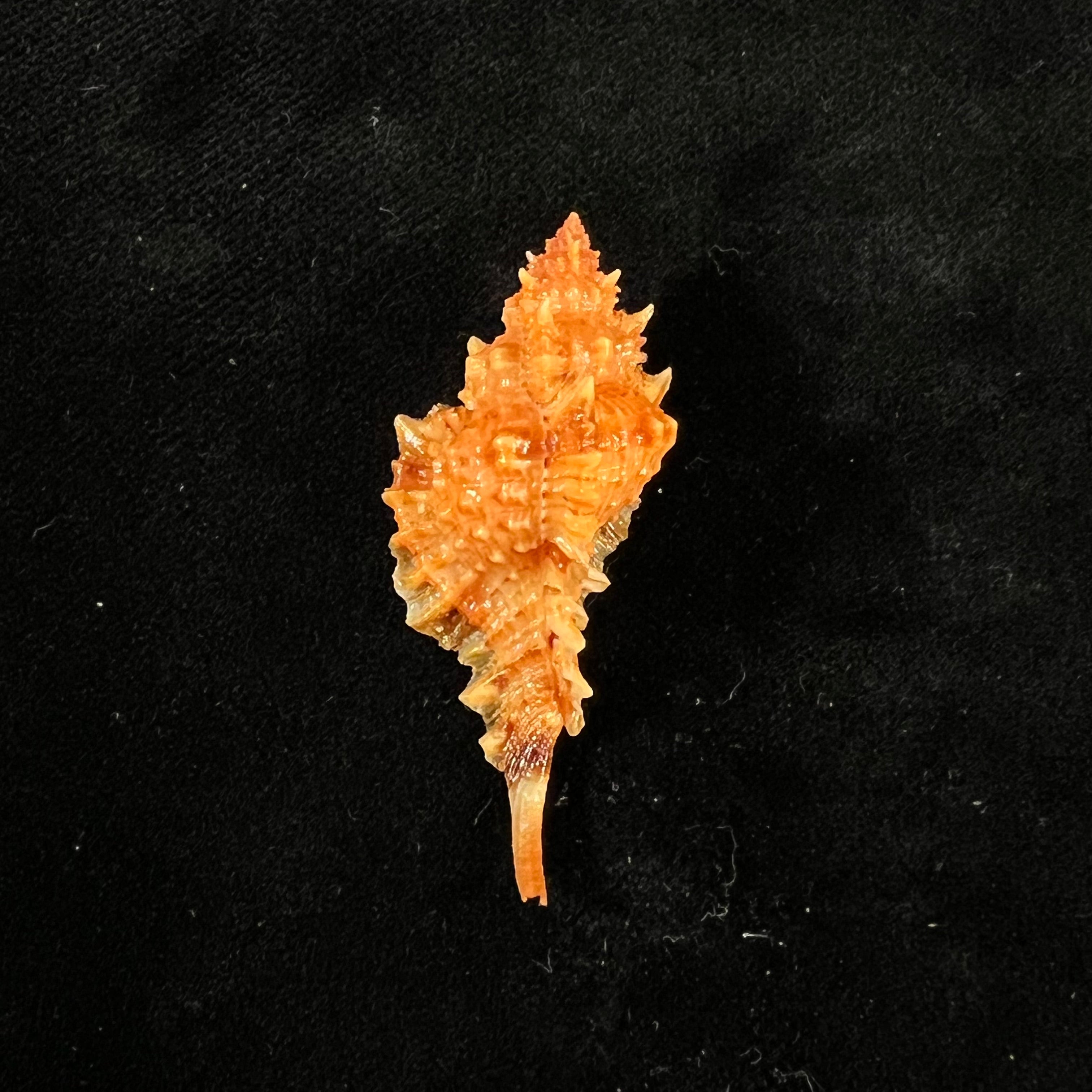 Siratus coltrorum (EH Vokes, 1990) - 44,8mm