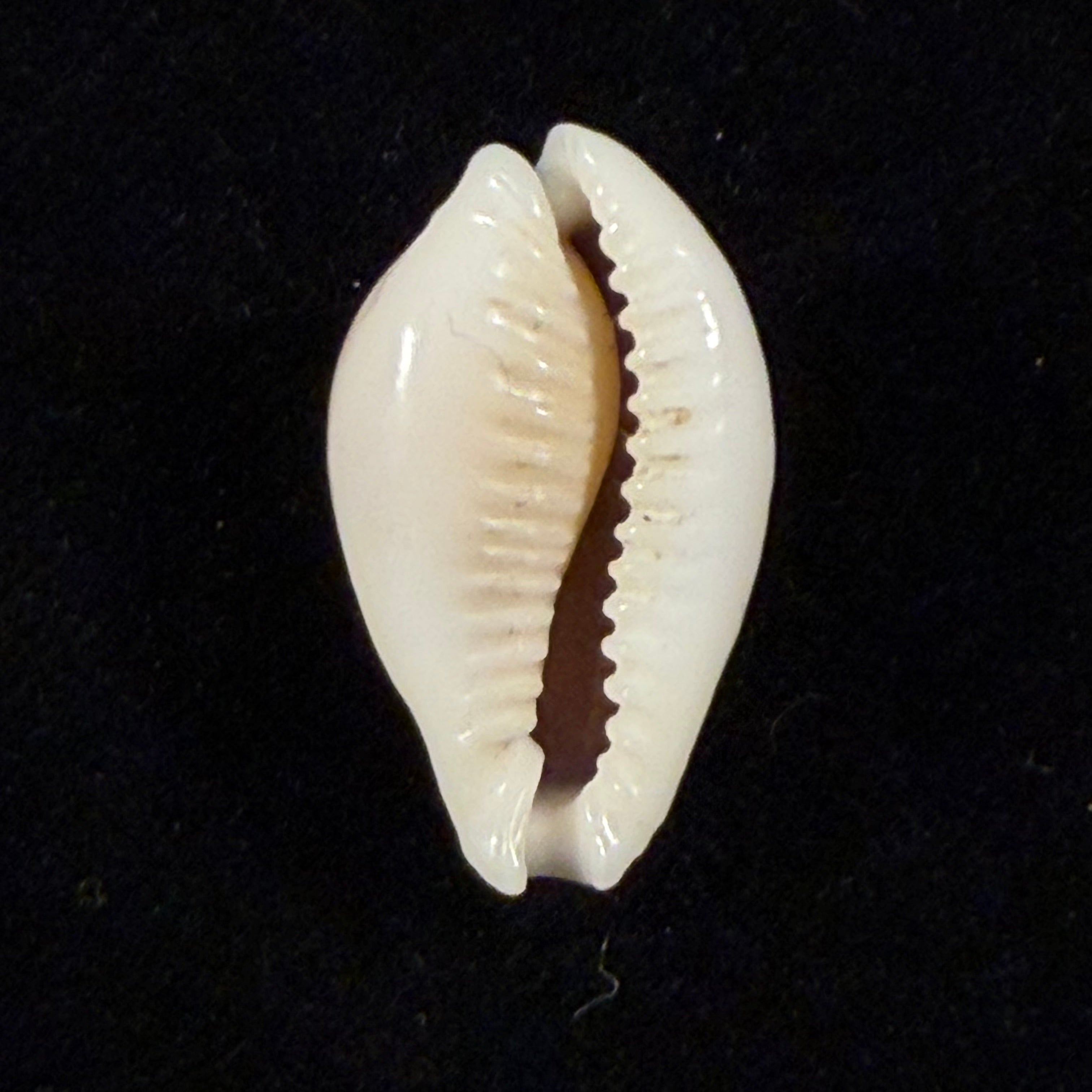Naria miliaris (Gmelin, 1791) - 25mm