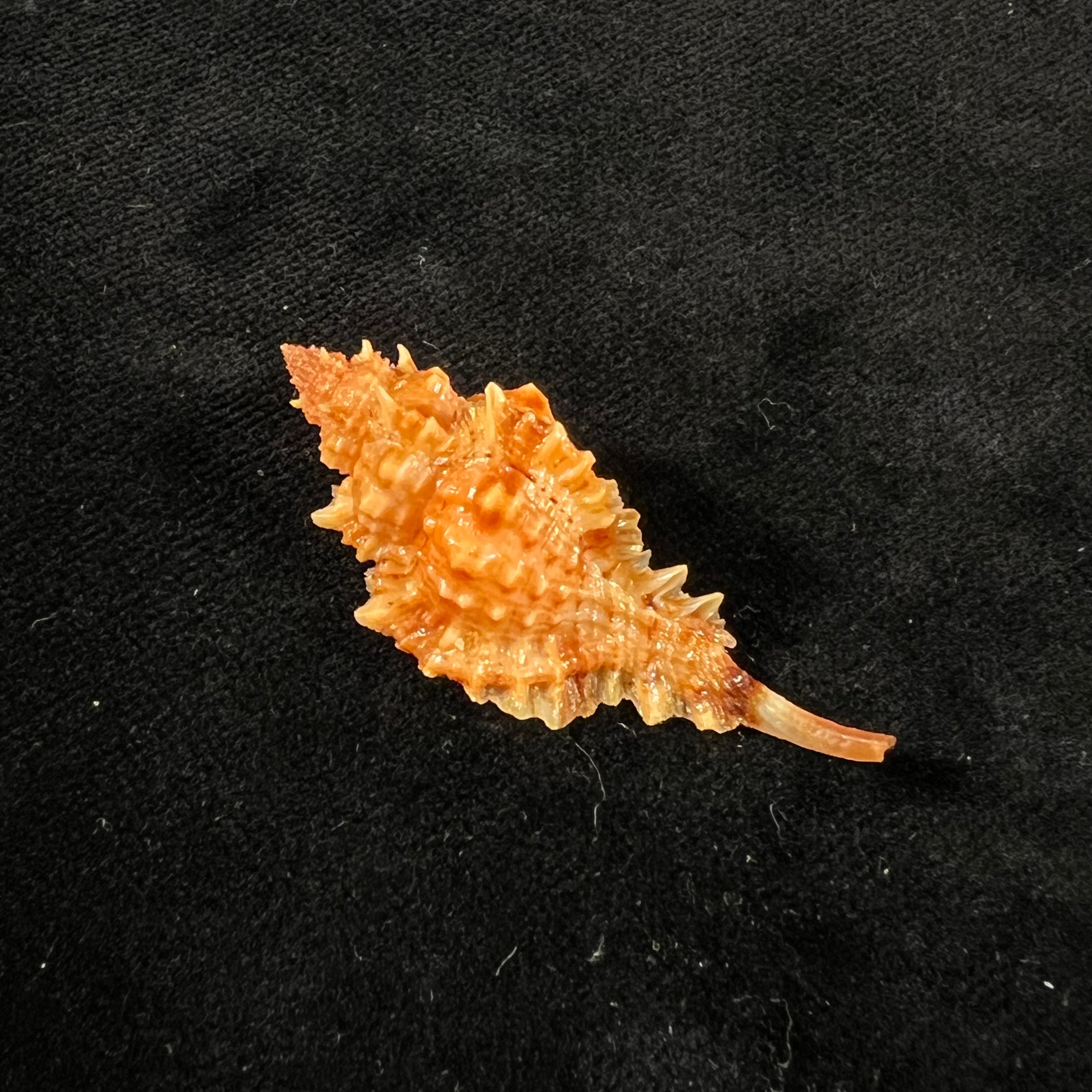 Siratus coltrorum (EH Vokes, 1990) - 44,8mm
