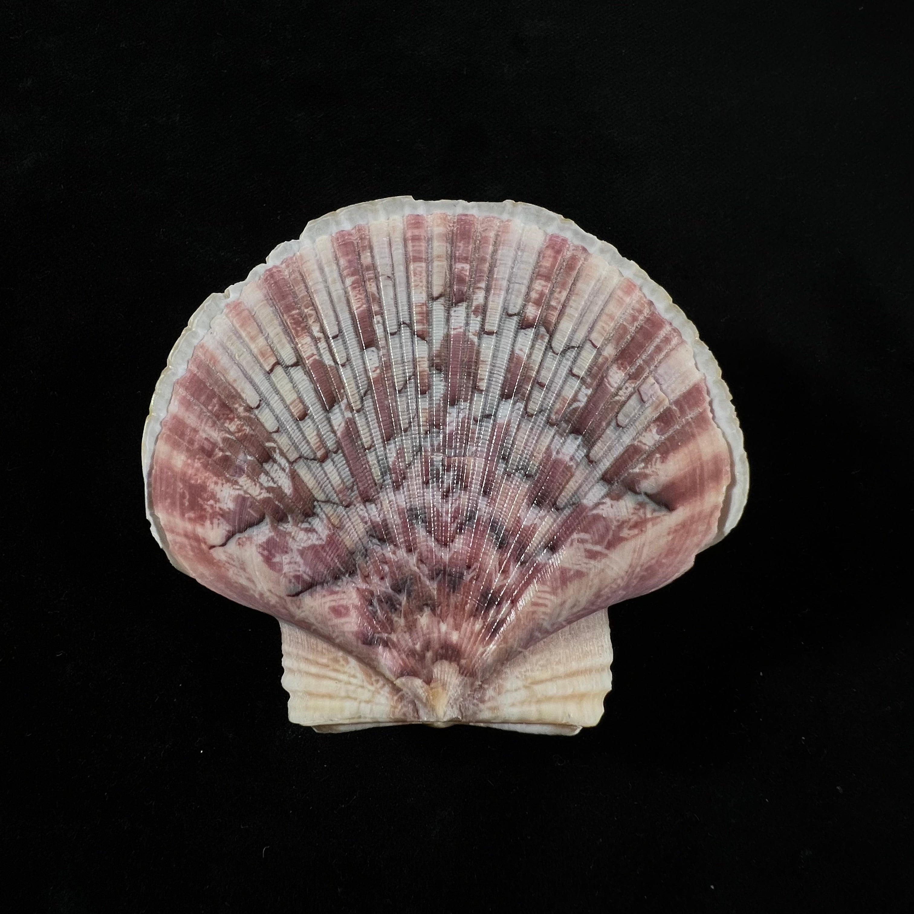 Euvola ziczac (Linnaeus, 1758) - 61,7mm