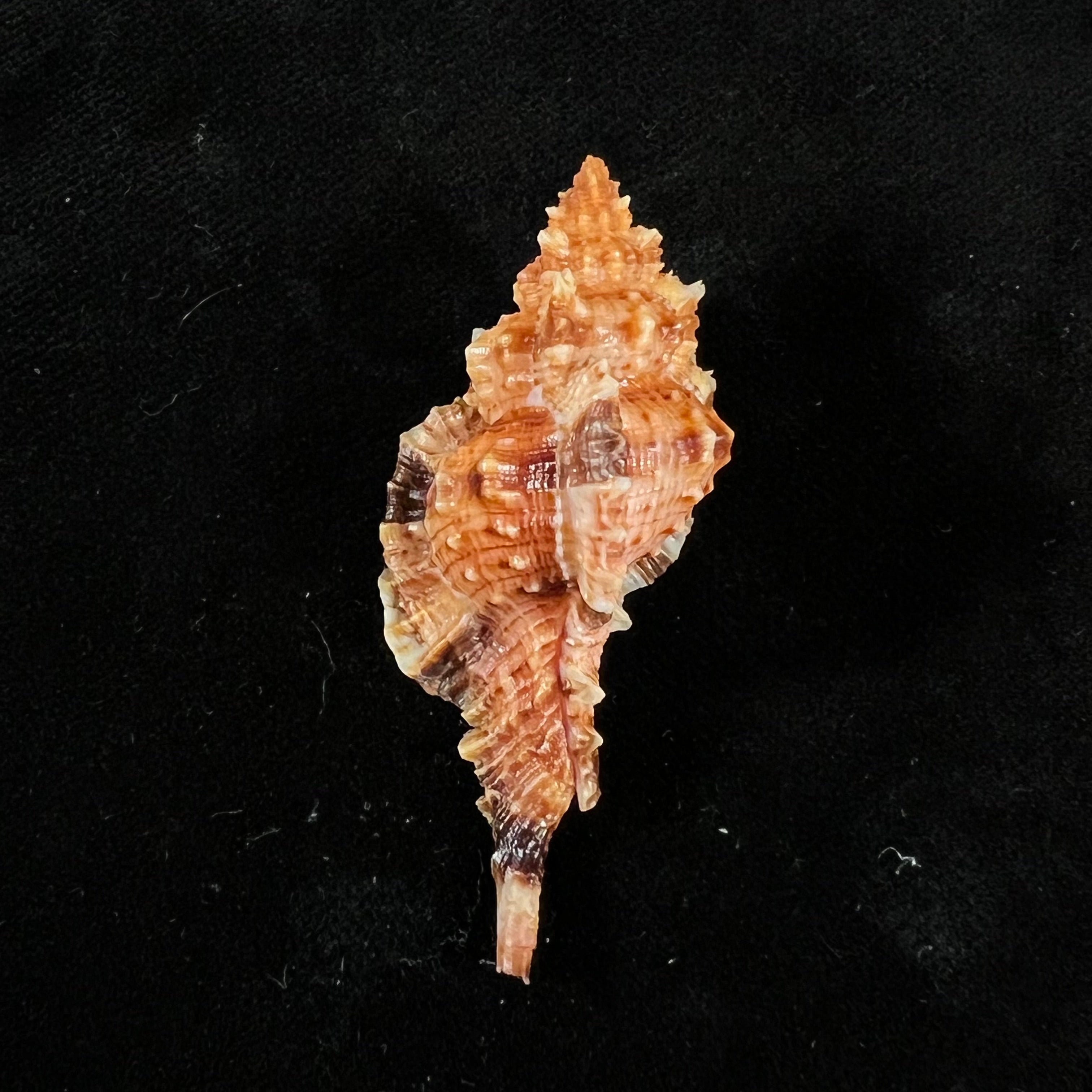Siratus coltrorum (EH Vokes, 1990) - 52,1mm