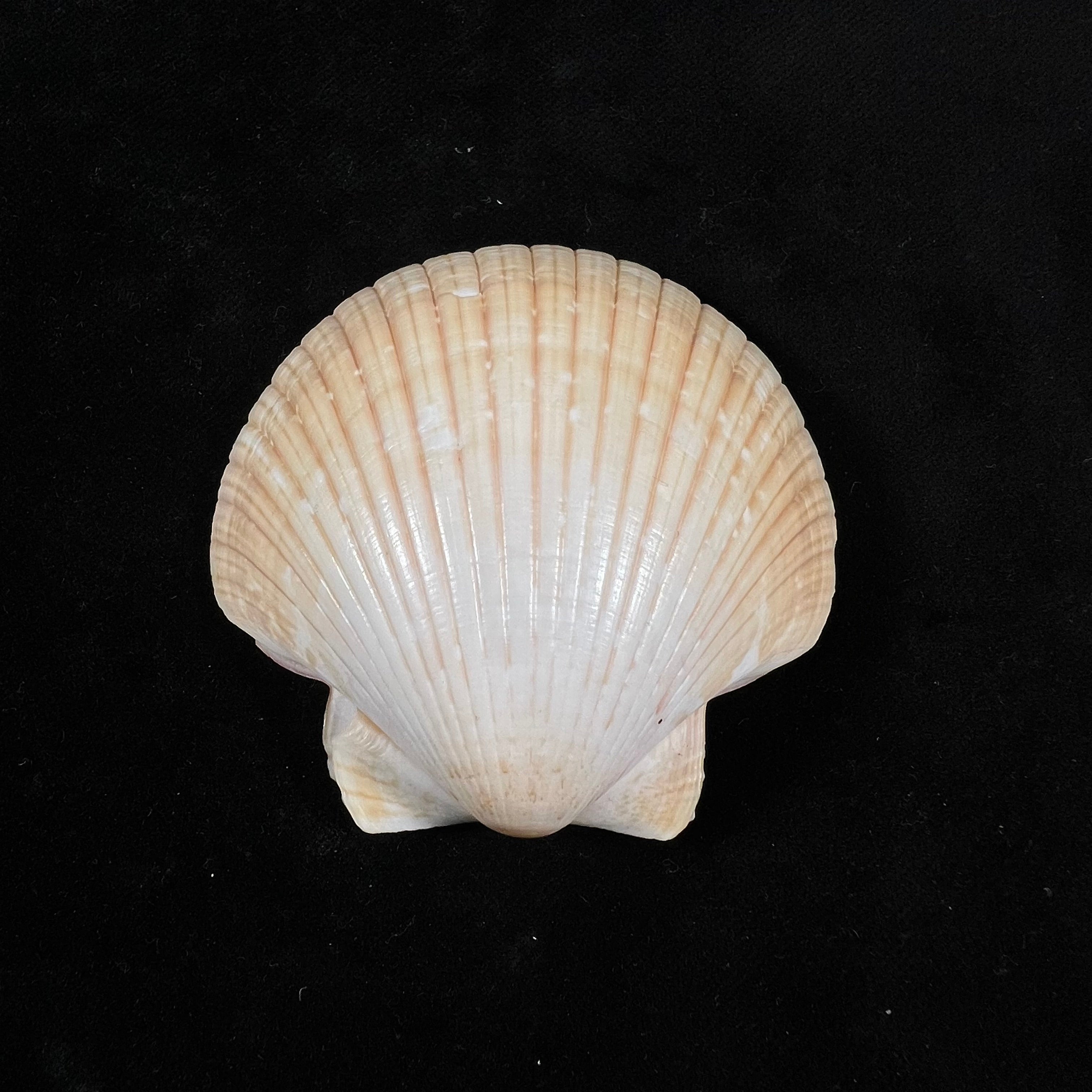 Euvola ziczac (Linnaeus, 1758) - 69,2mm