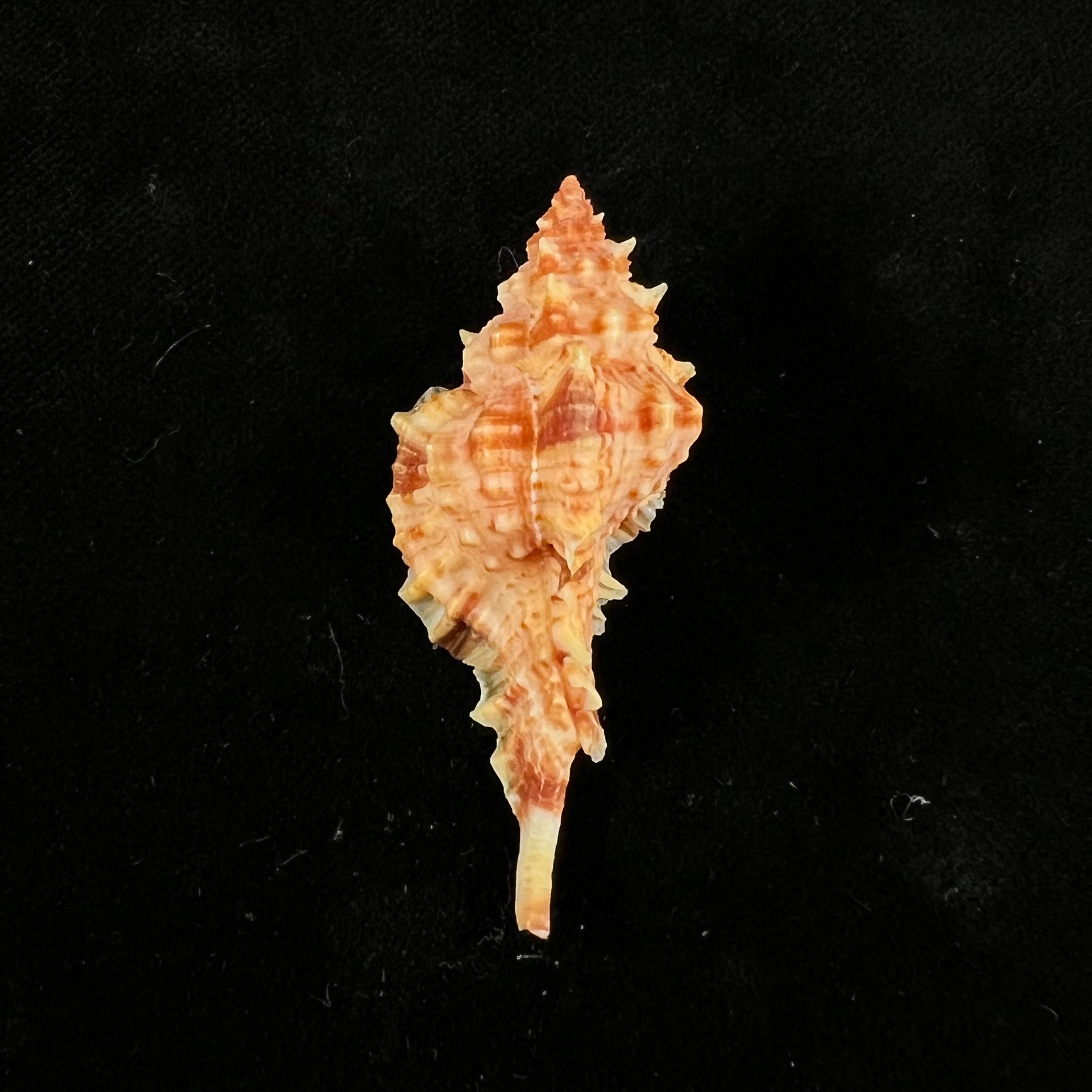 Siratus coltrorum (EH Vokes, 1990) - 49,1mm