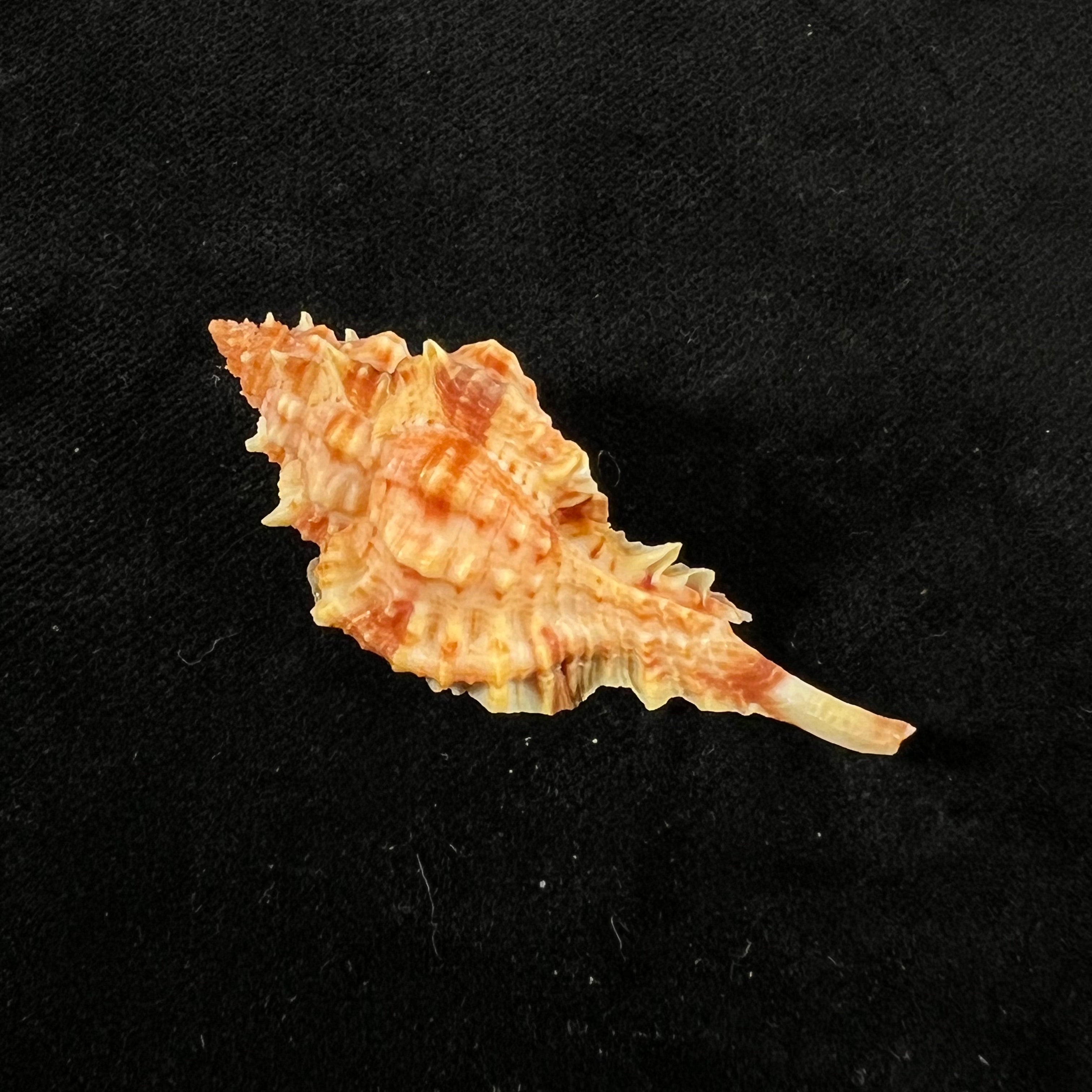 Siratus coltrorum (EH Vokes, 1990) - 49,1mm