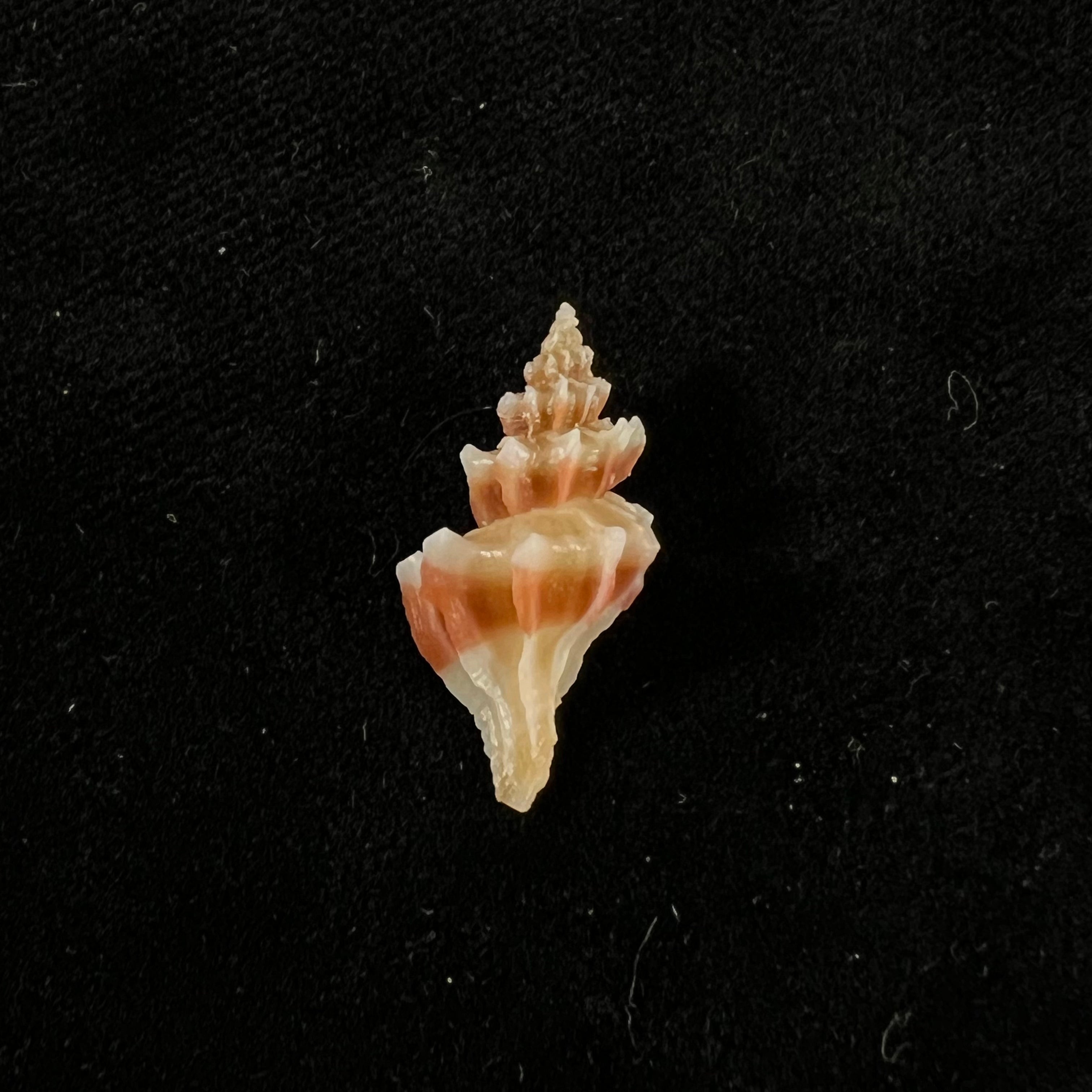 Trophon pelseneeri EA Smith,1915年 - 22,5mm