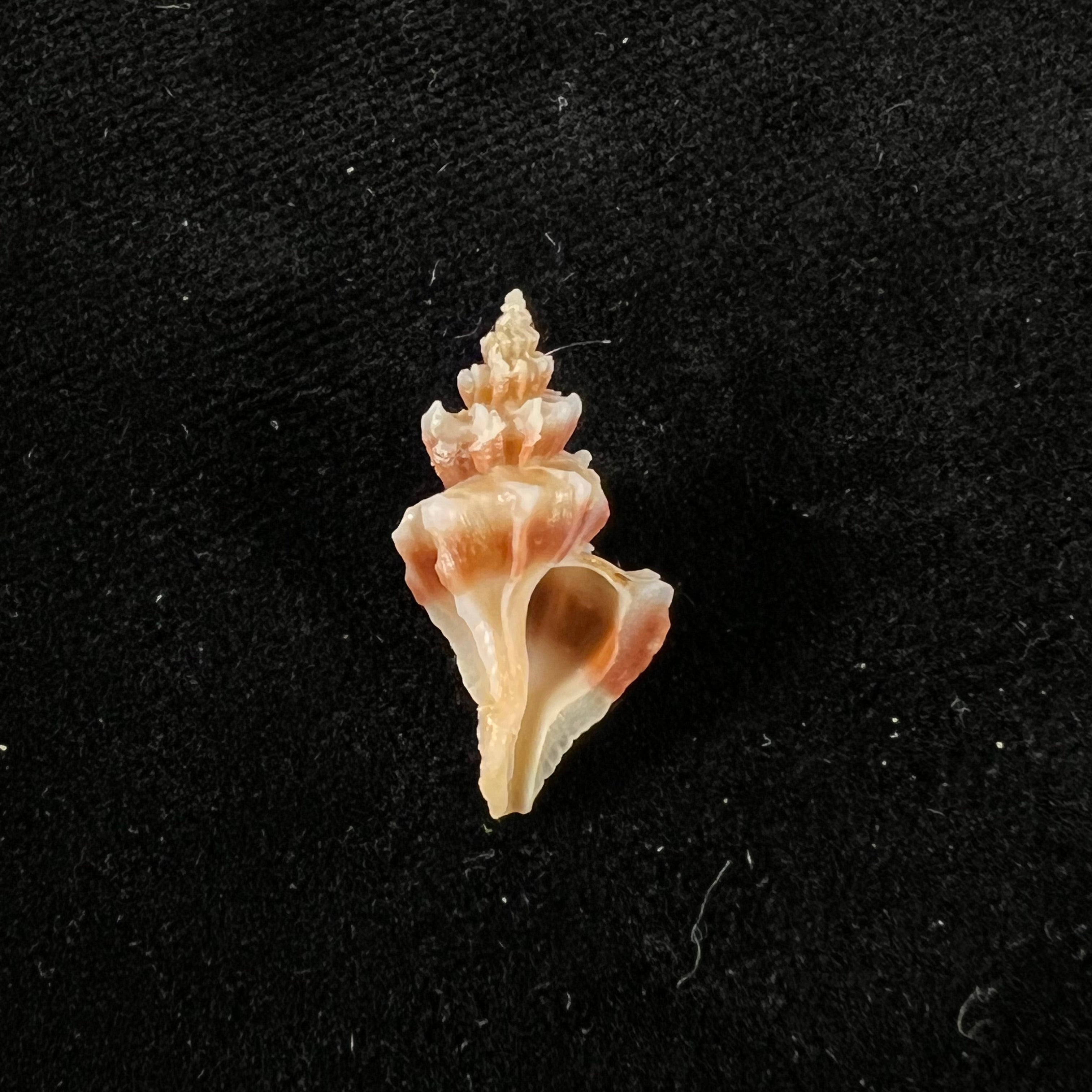 Trophon pelseneeri EA Smith,1915年 - 22,5mm