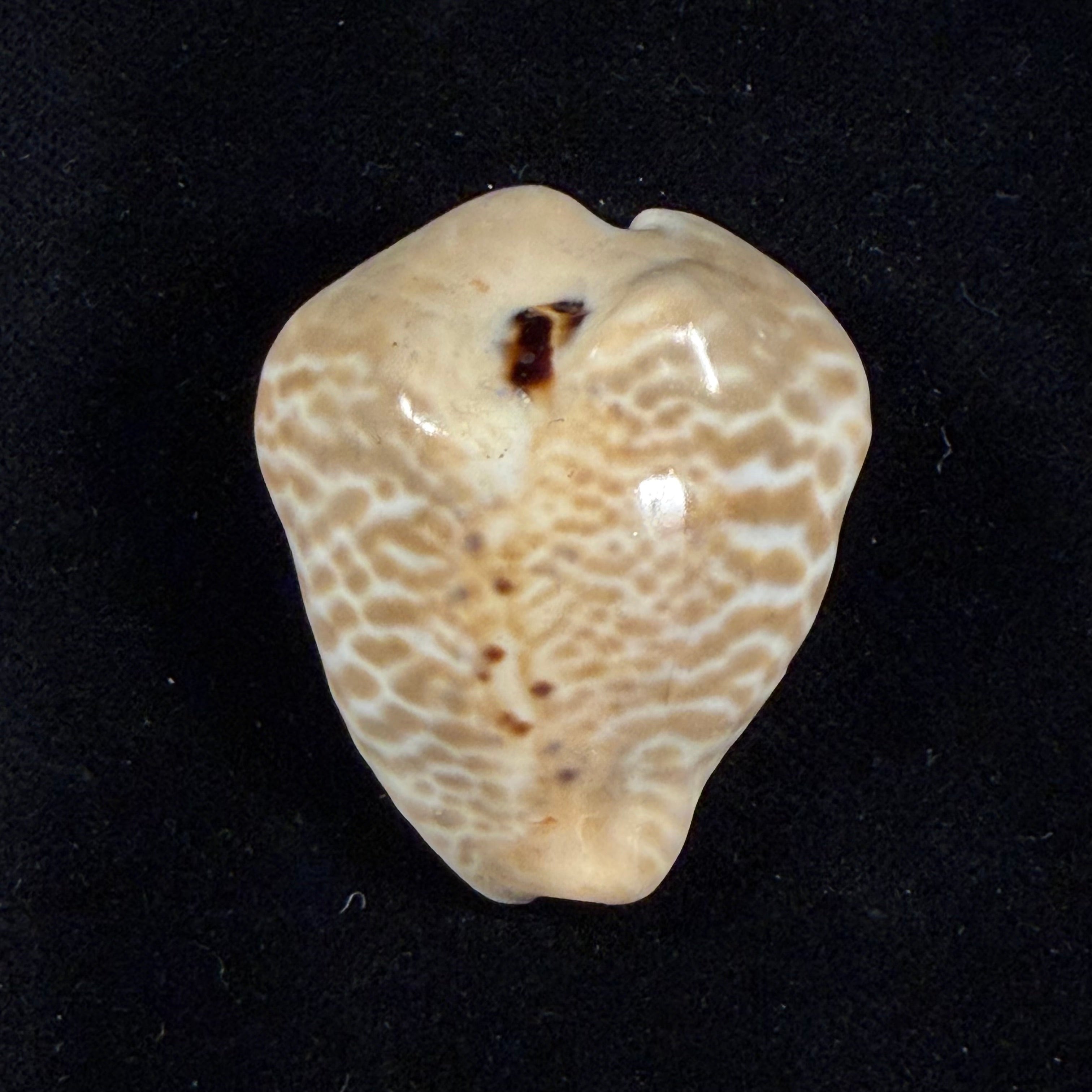 Muracypraea mus bicornis (G. B. Sowerby II, 1870) - 41,3mm