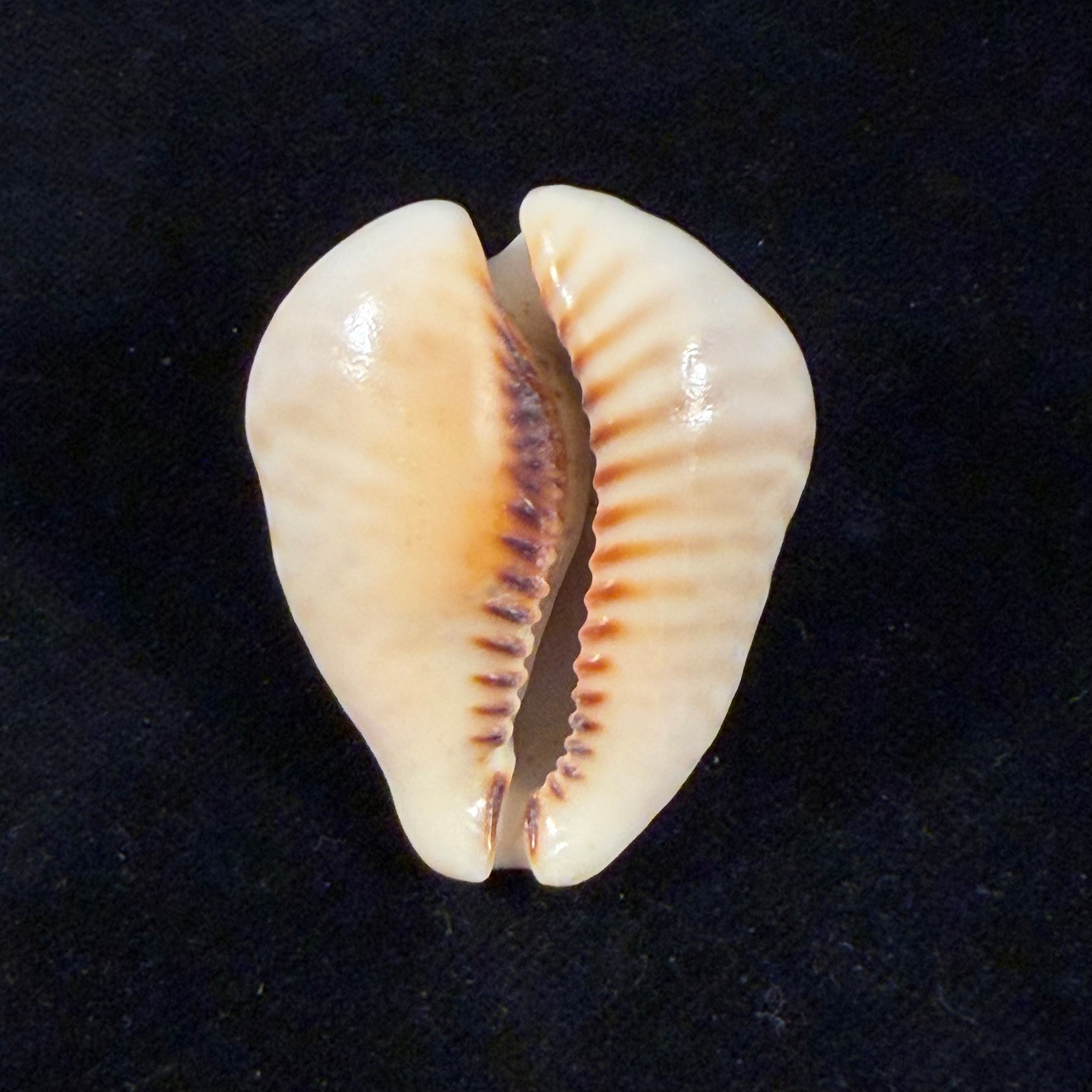 Muracypraea mus bicornis (G. B. Sowerby II, 1870) - 41,3mm