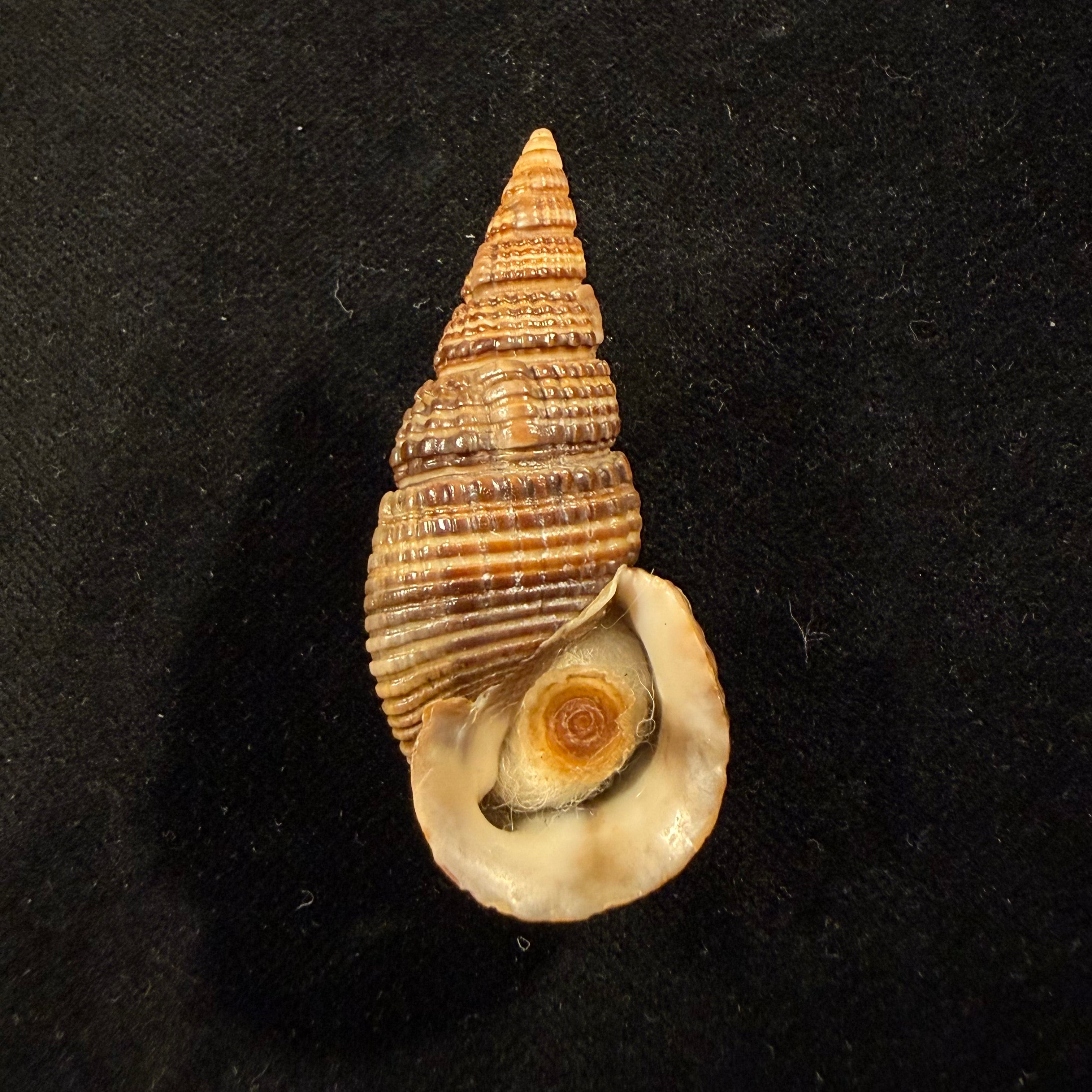Terebralia sulcata (Born, 1778) - 50mm