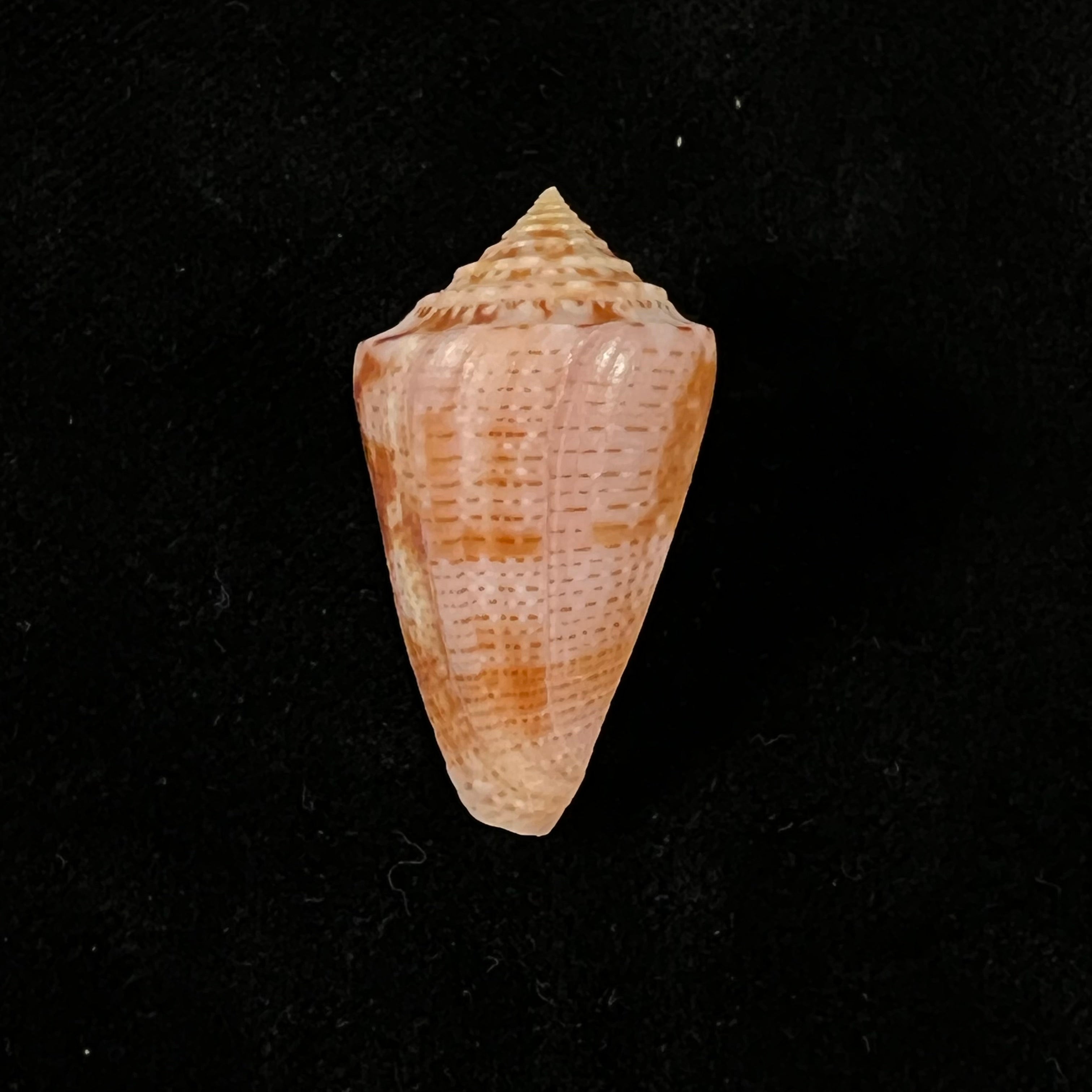 Conasprella ericmonnieri (Petuch & R. F. Myers, 2014) - 35,4mm