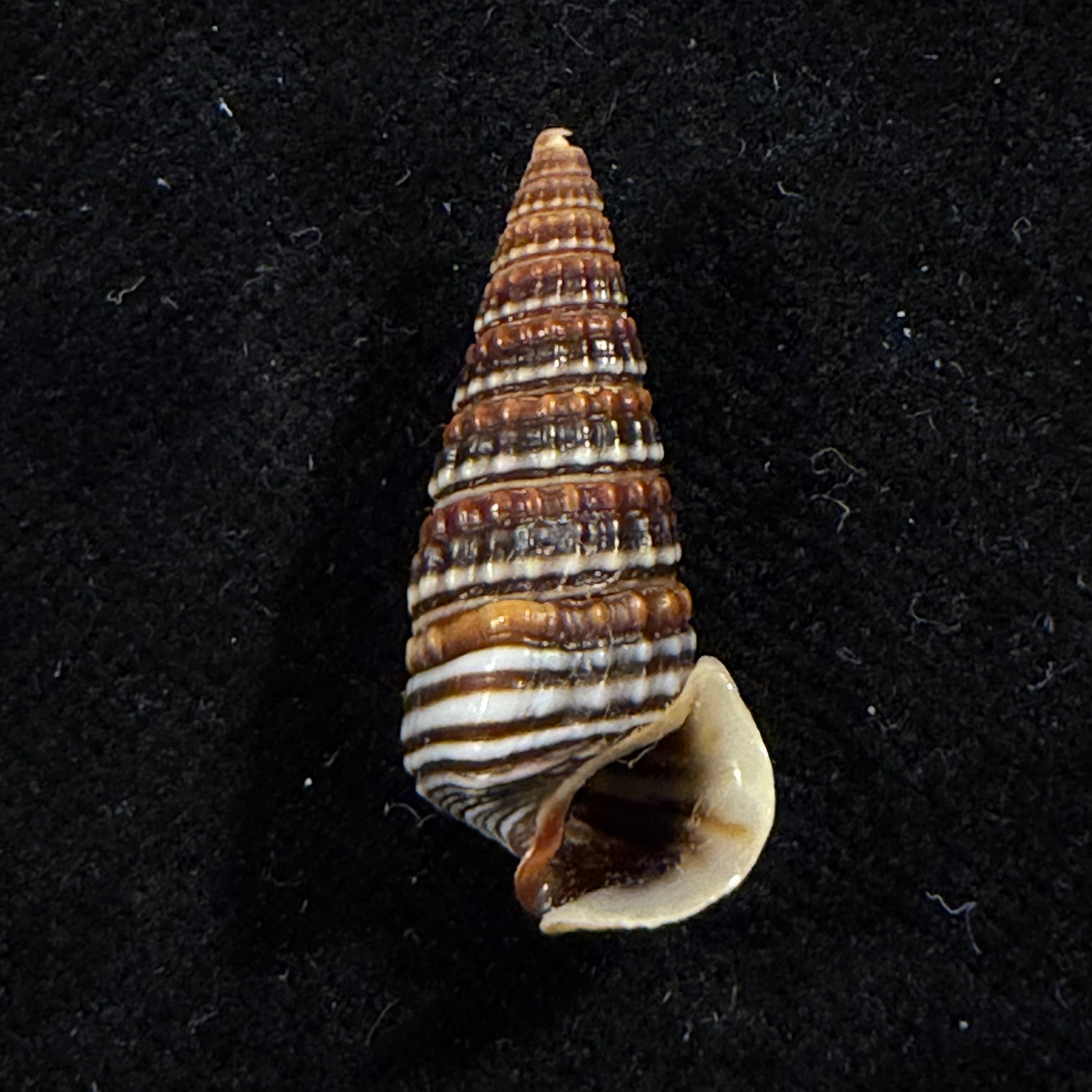 Pirenella cingulata (Gmelin, 1791) - 24,7mm