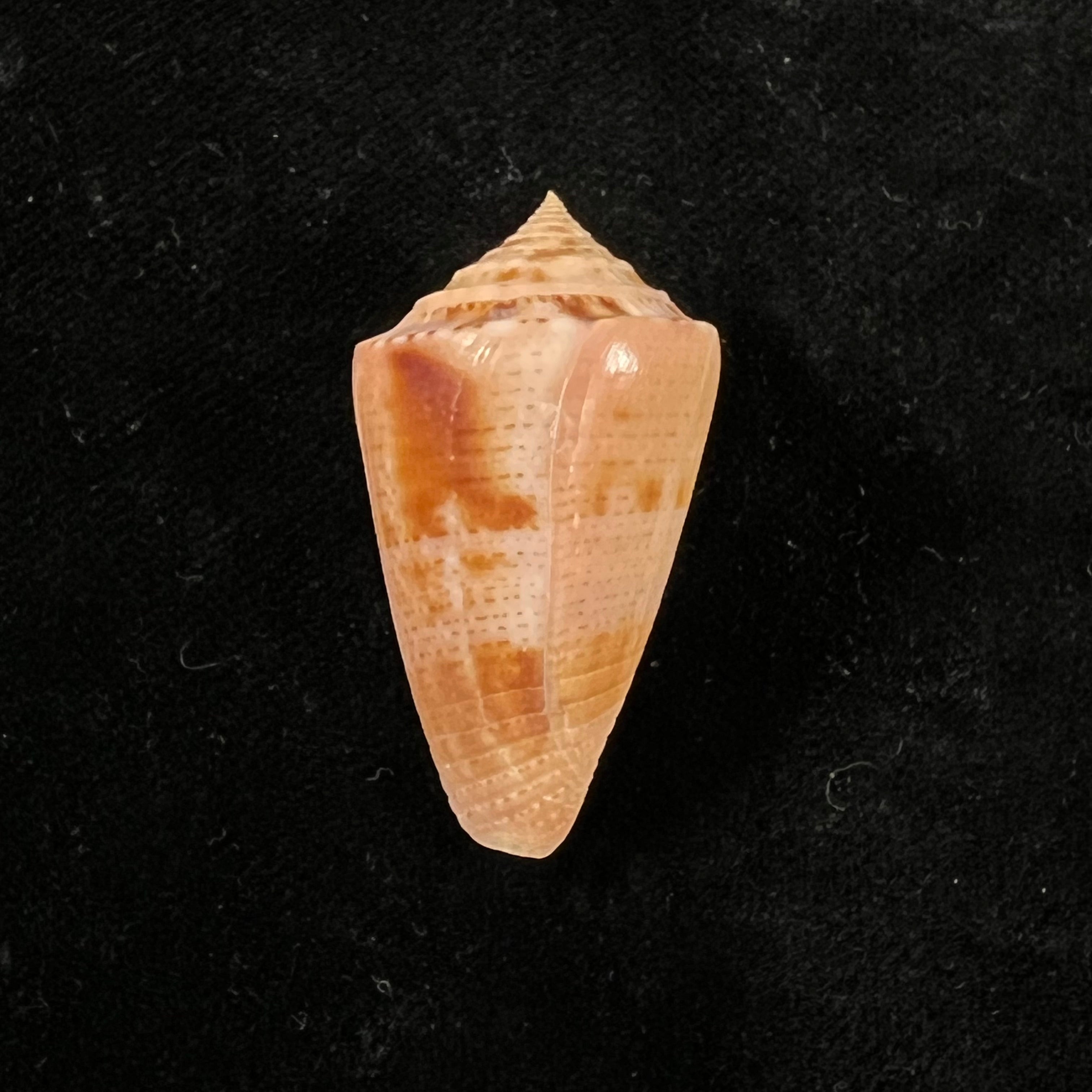 Conasprella ericmonnieri (Petuch & R. F. Myers, 2014) - 36,8mm