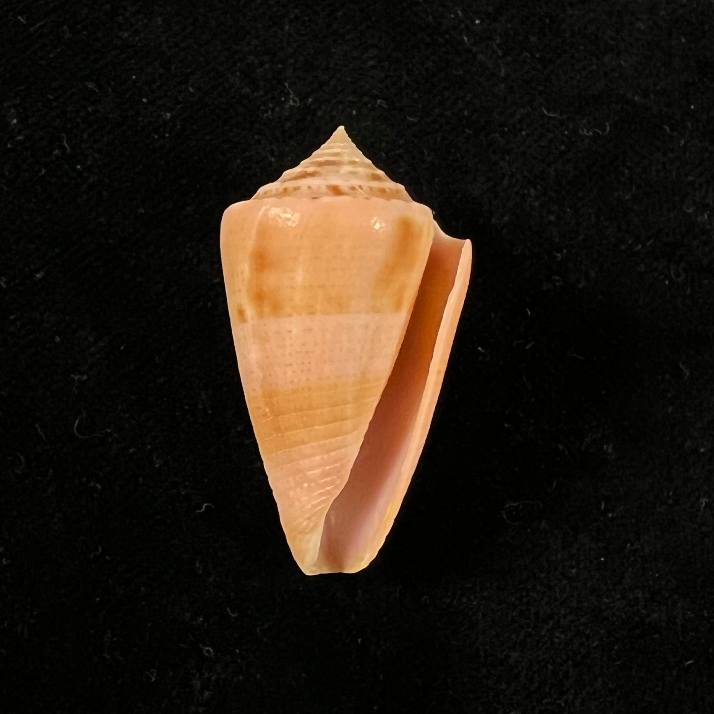 Conasprella ericmonnieri (Petuch & R. F. Myers, 2014) - 36,8mm