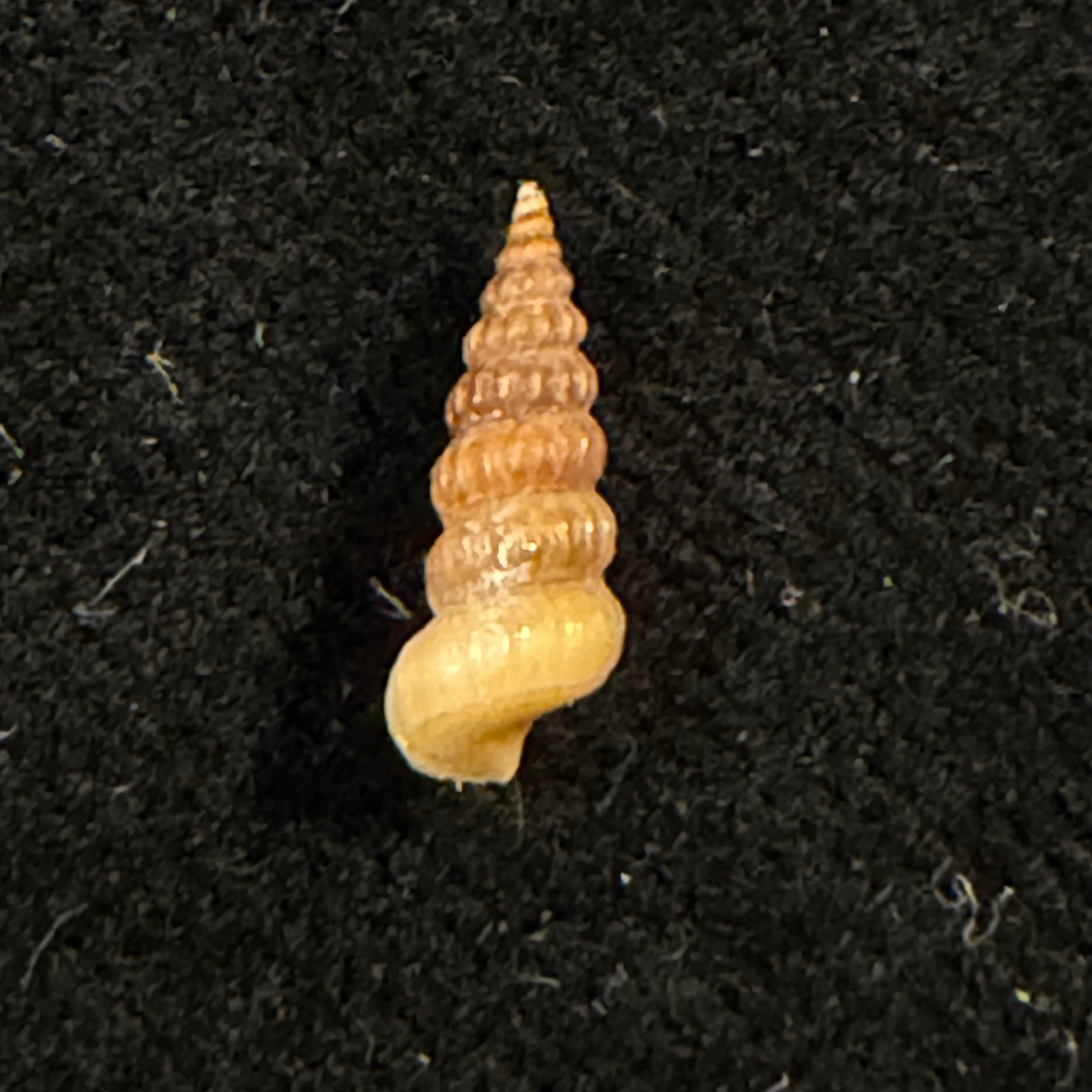 Cerithidea turrita Stearns, 1872 - 10,6mm