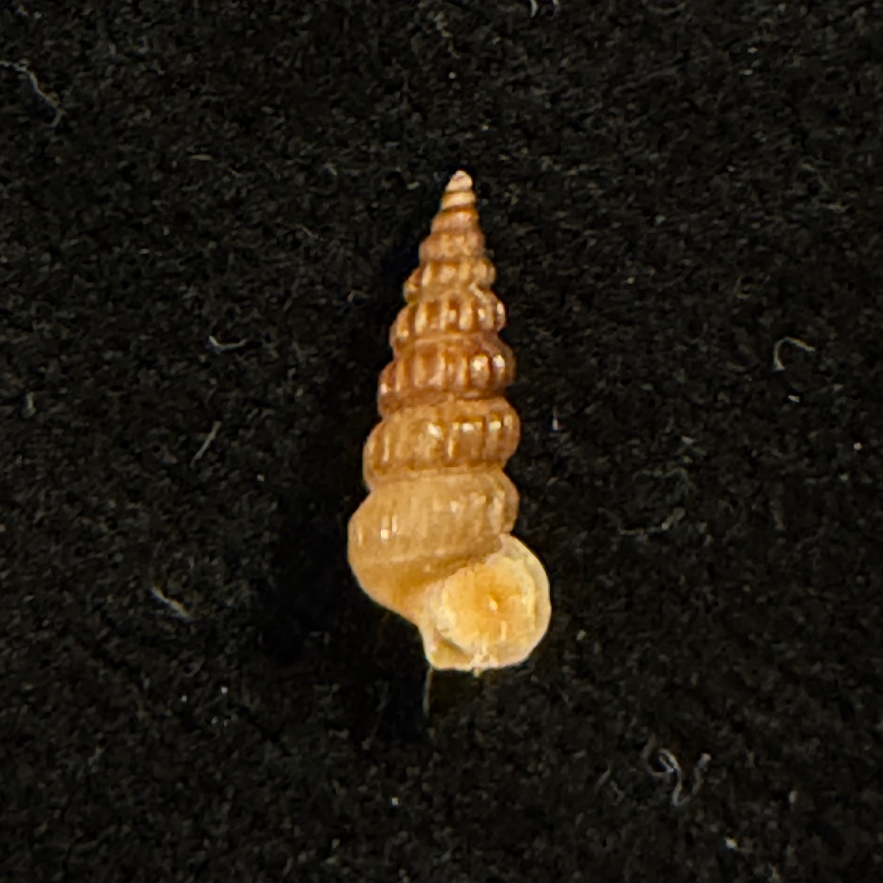 Cerithidea turrita Stearns, 1872 - 10,6mm