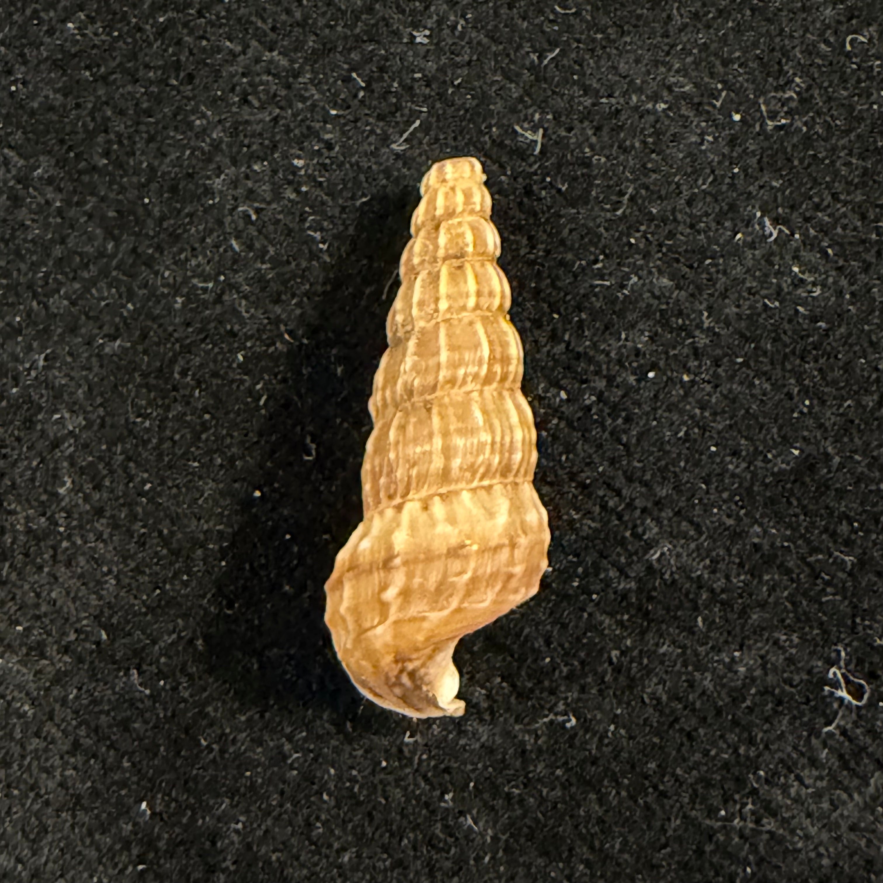 Cerithidea anticipata Iredale, 1929 - 22,7mm