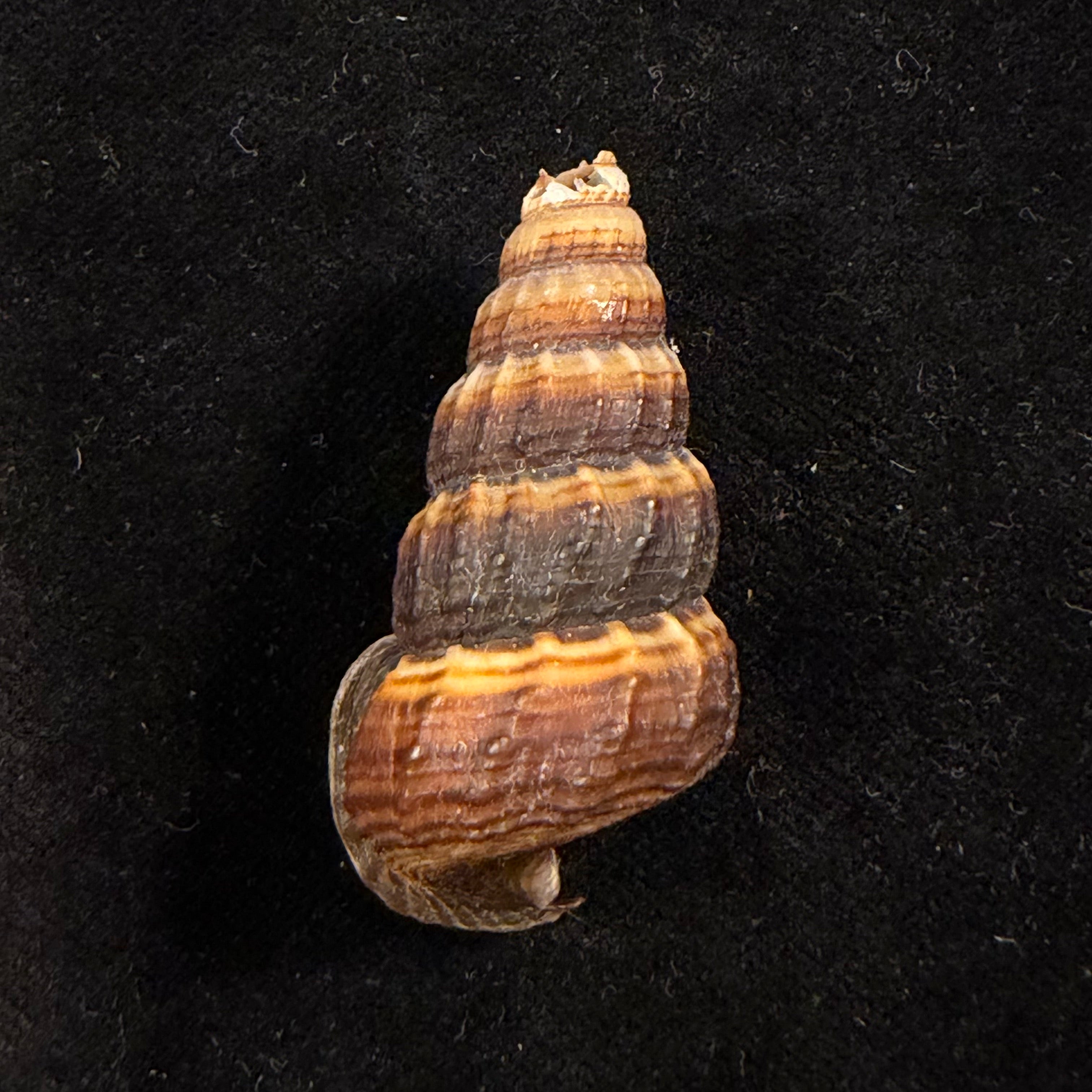 Cerithidea obtusa (Lamarck, 1822) - 45,7mm
