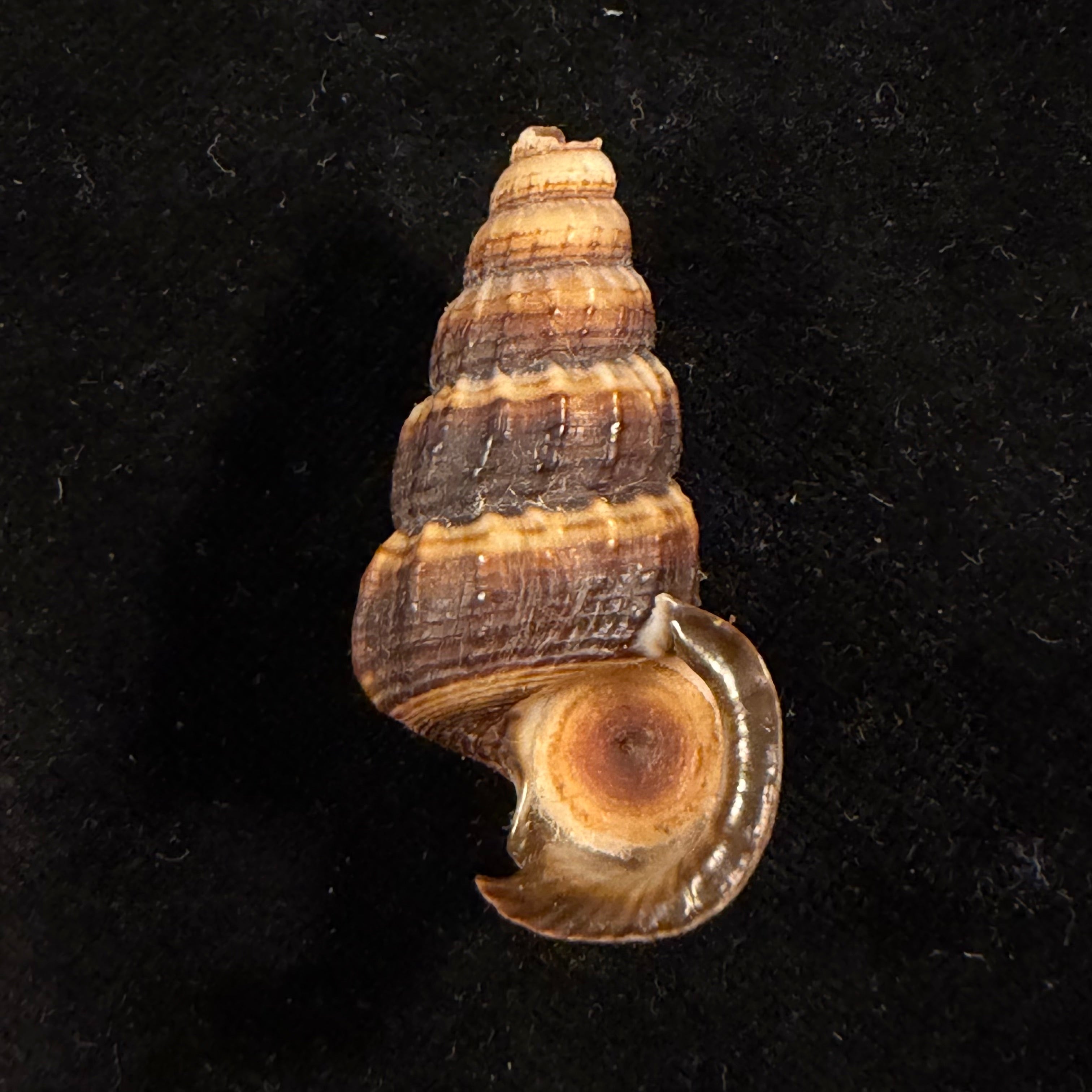 Cerithidea obtusa (Lamarck, 1822) - 45,7mm