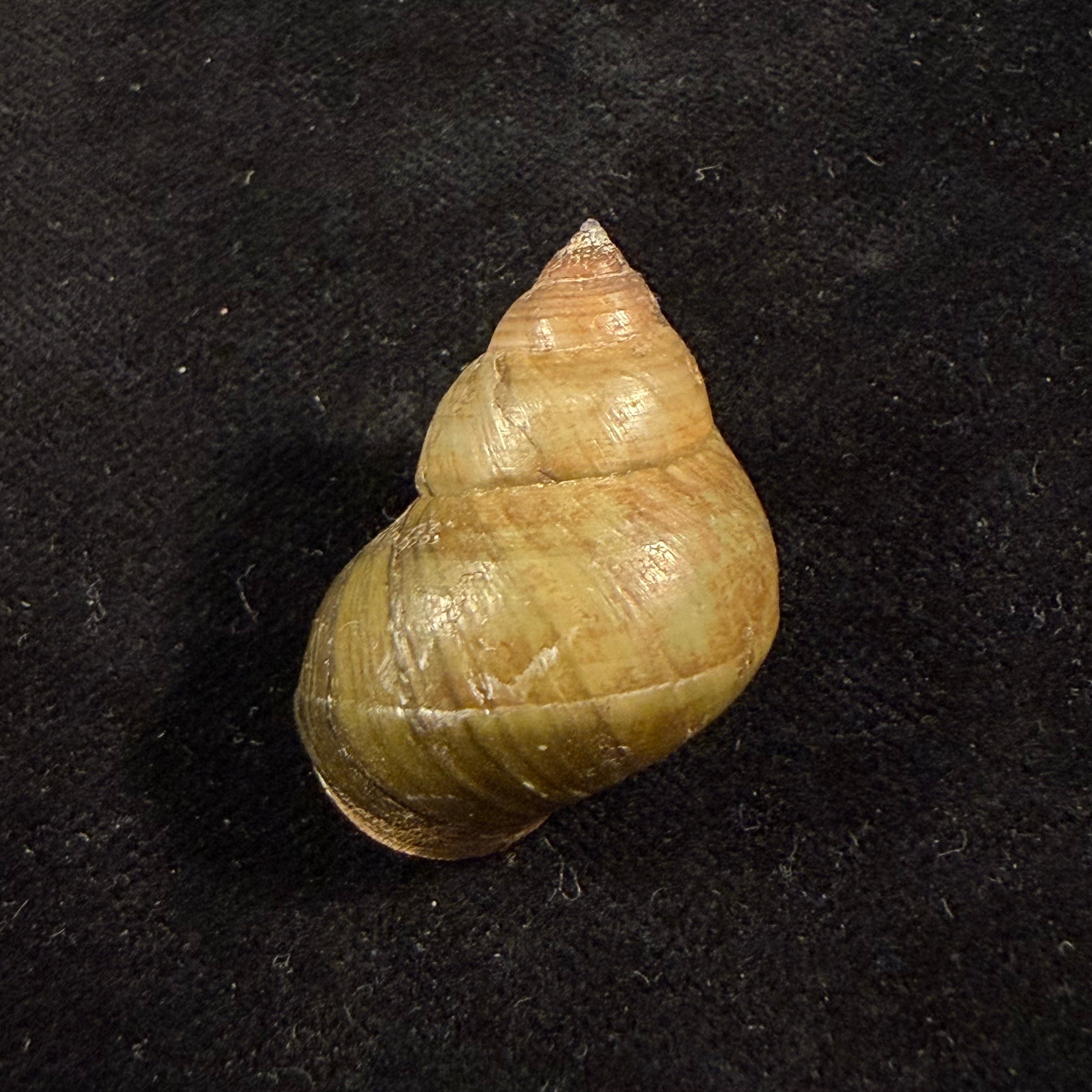 Filopaludina martensi martensi (Frauenfeld, 1865) - 33,9mm