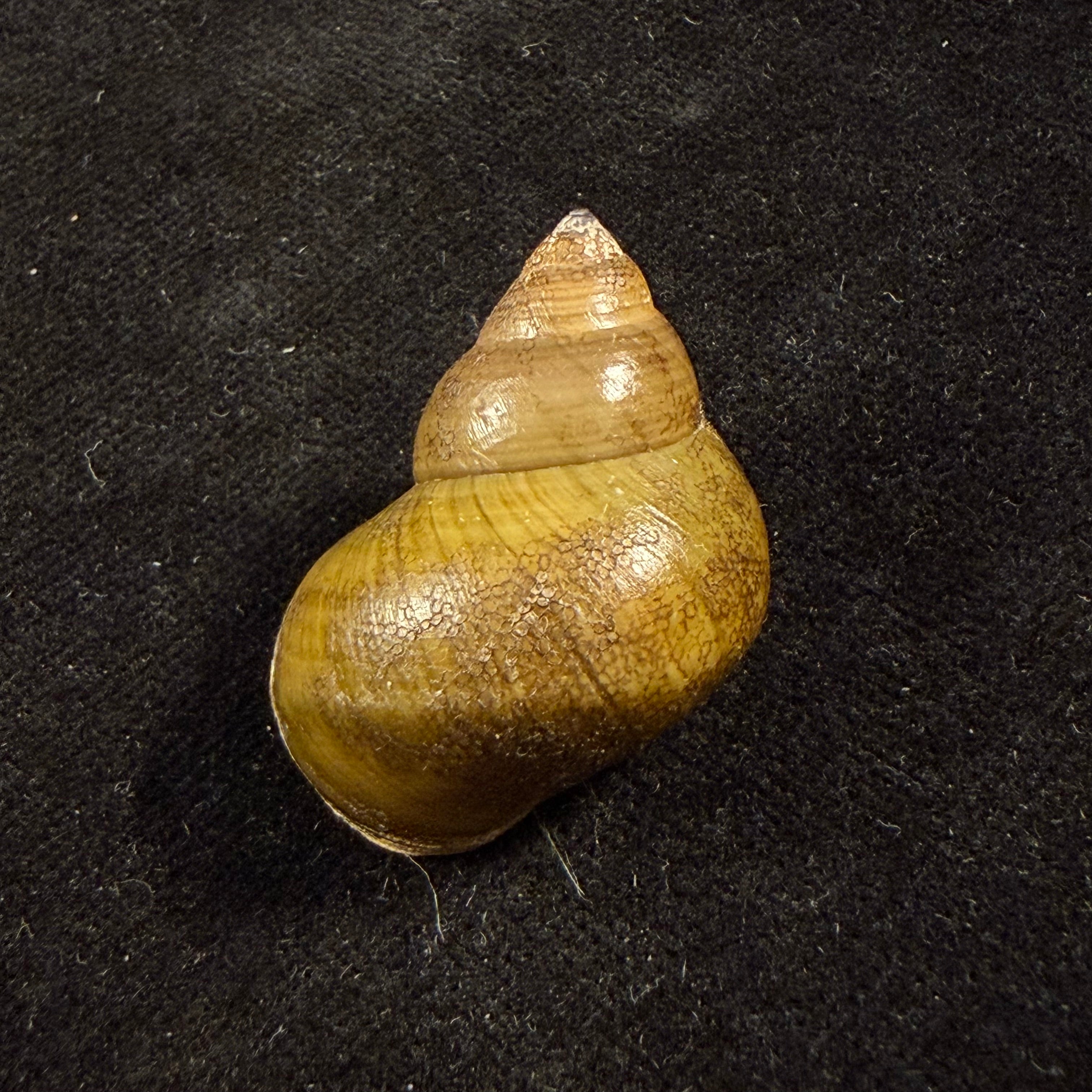 Filopaludina martensi martensi (Frauenfeld, 1865) - 33,7mm