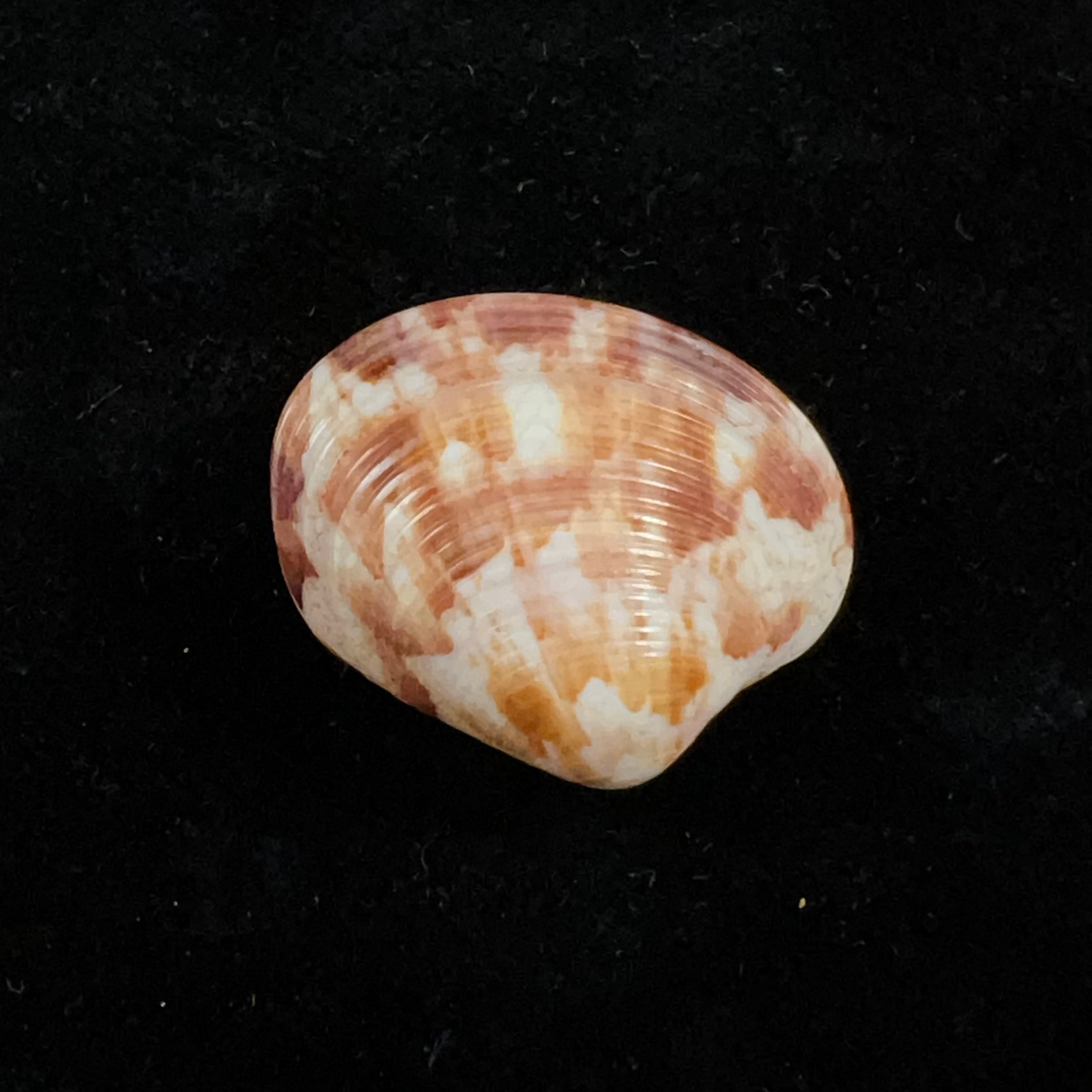 Callpita eucymata (Dall, 1890) - 24,7mm