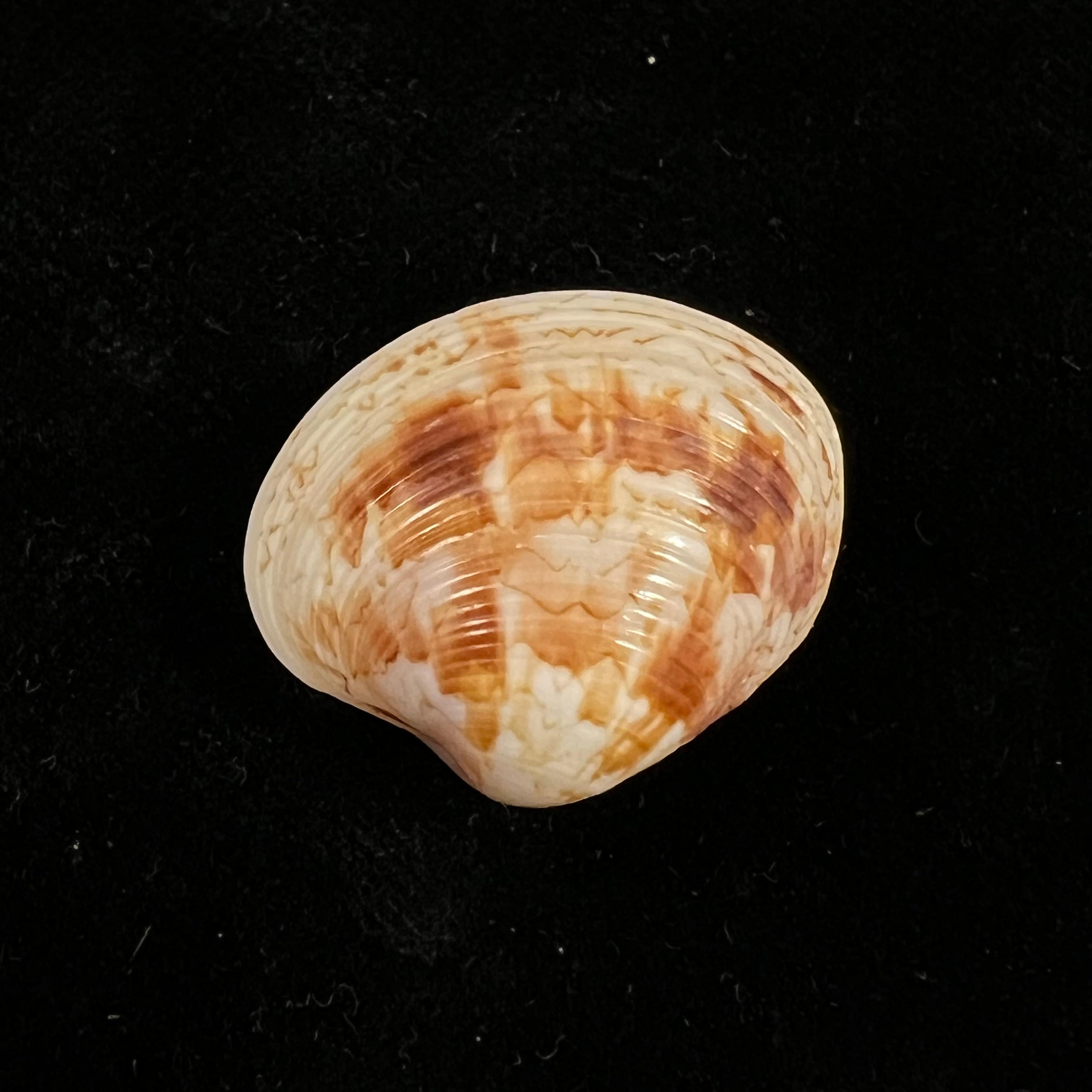 Callpita eucymata (Dall, 1890) - 24 毫米