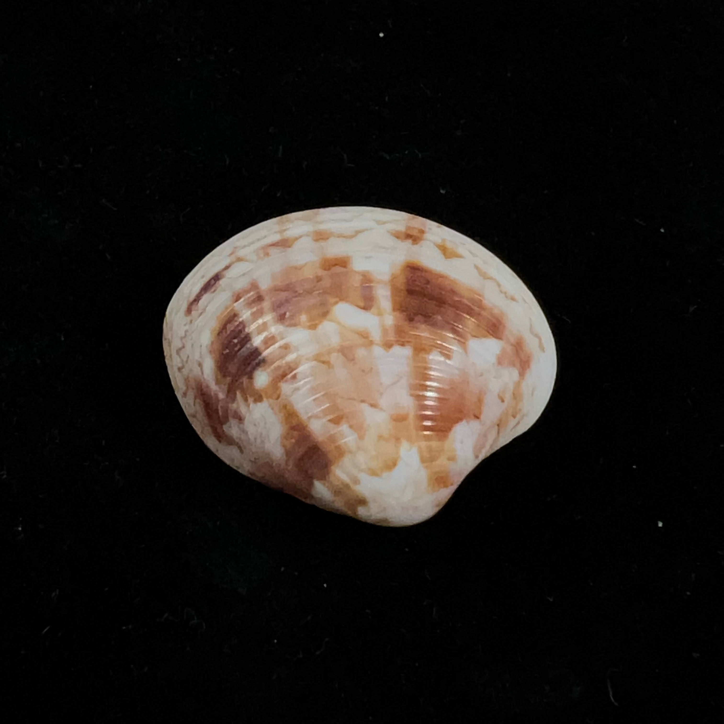 Callpita eucymata (Dall, 1890) - 24 毫米