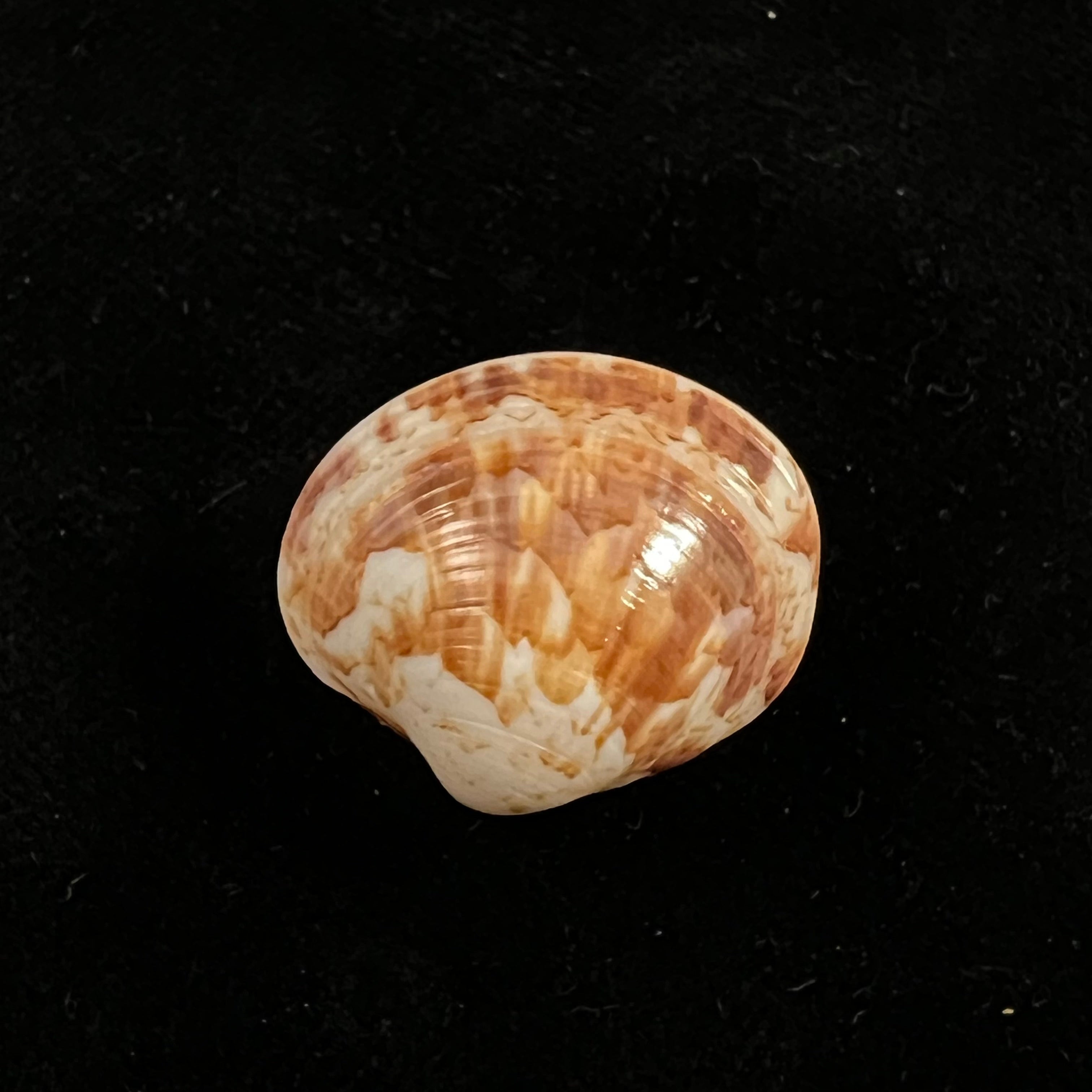 Callpita eucymata (Dall, 1890) - 22,6mm