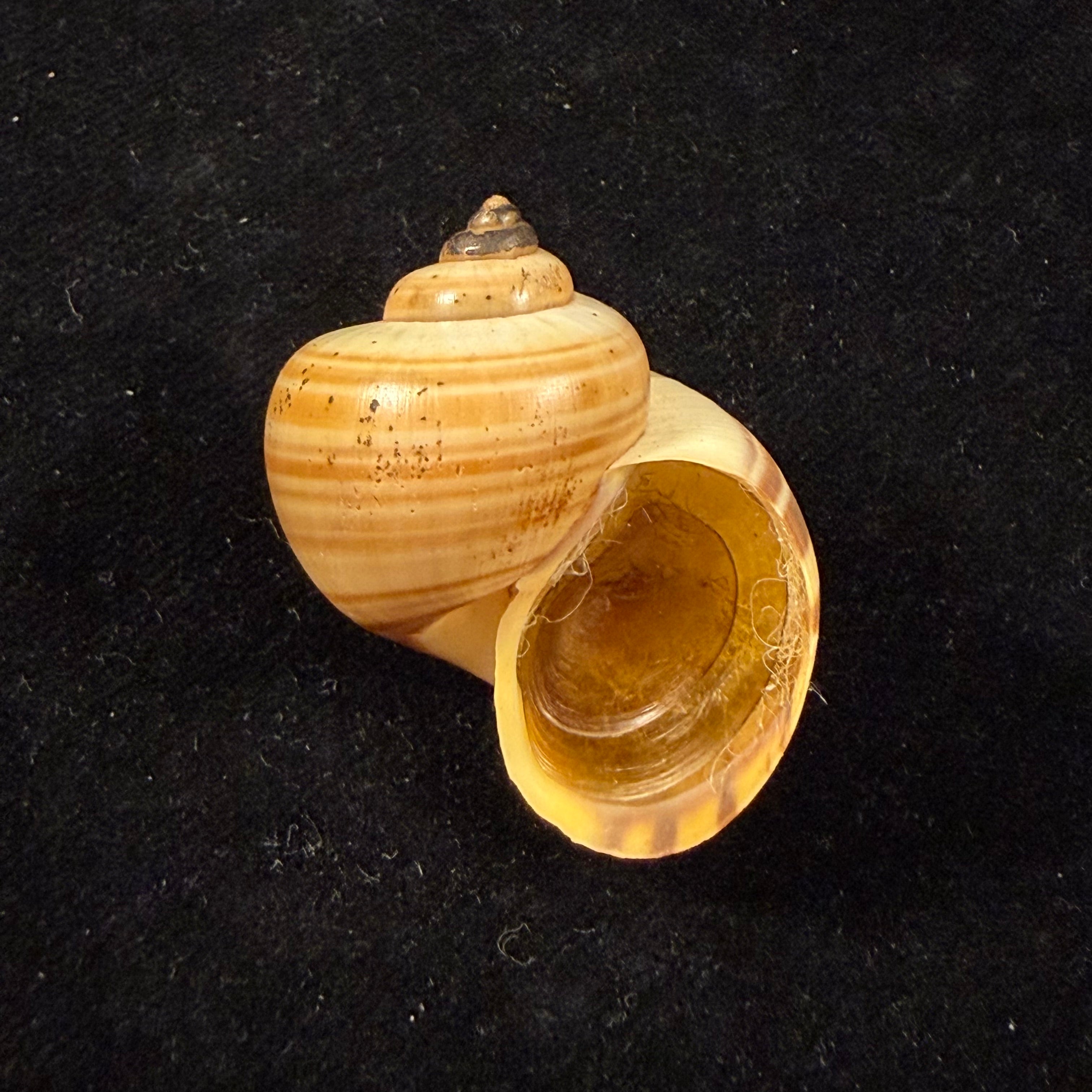Pomacea diffusa Blume, 1957 - 37,5mm