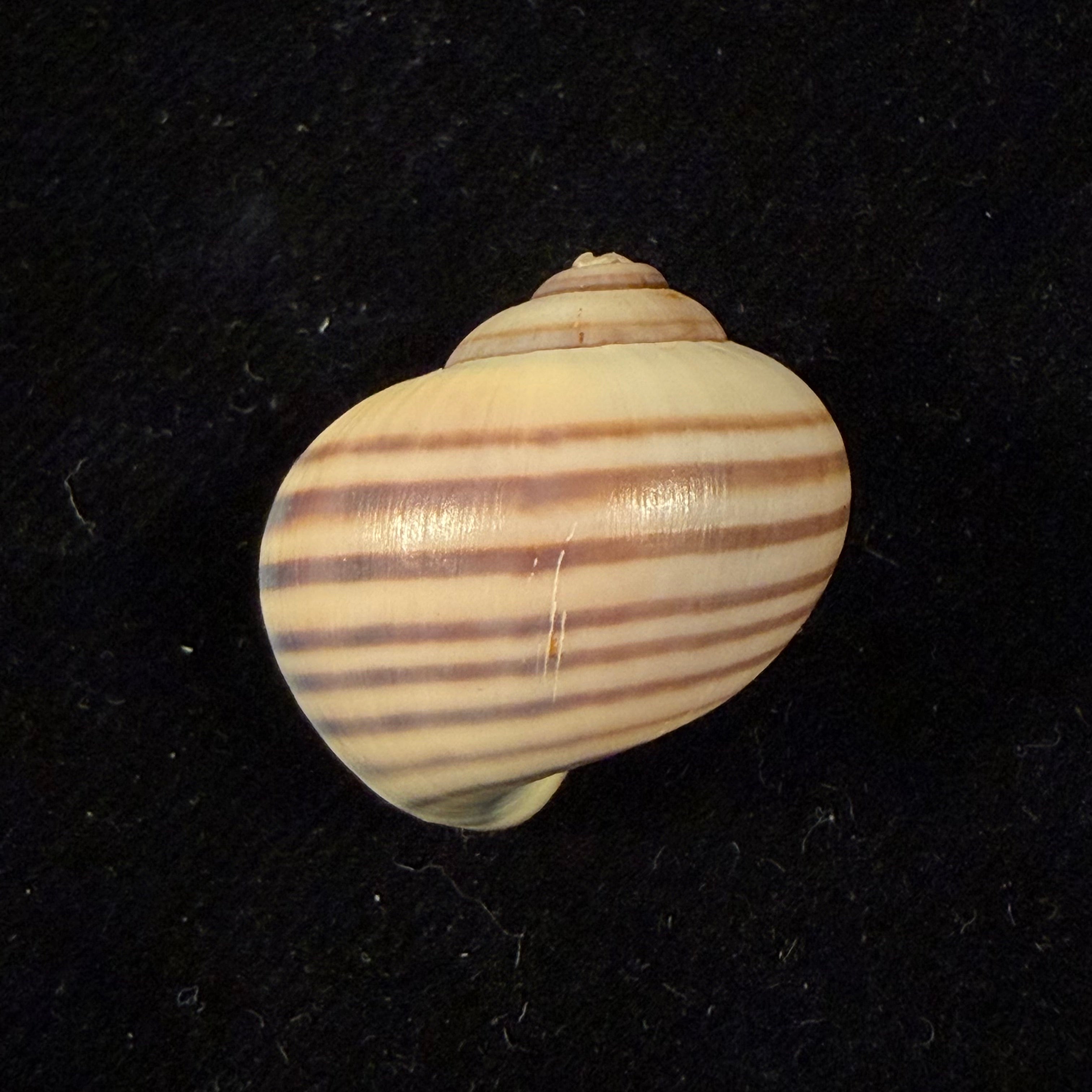 Pomacea minuscula Baker, 1930 - 23,5mm