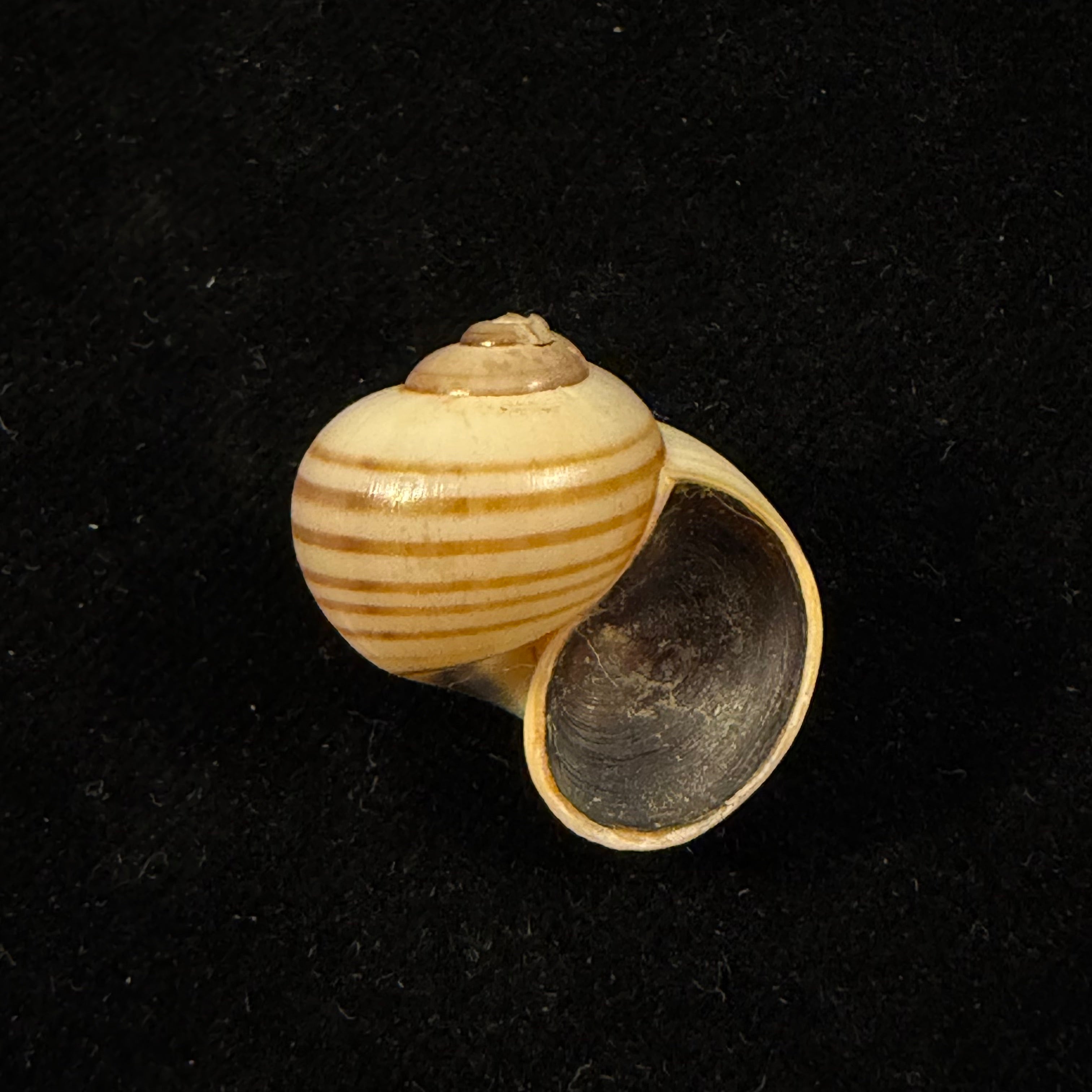 Pomacea minuscula Baker, 1930 - 23,5mm