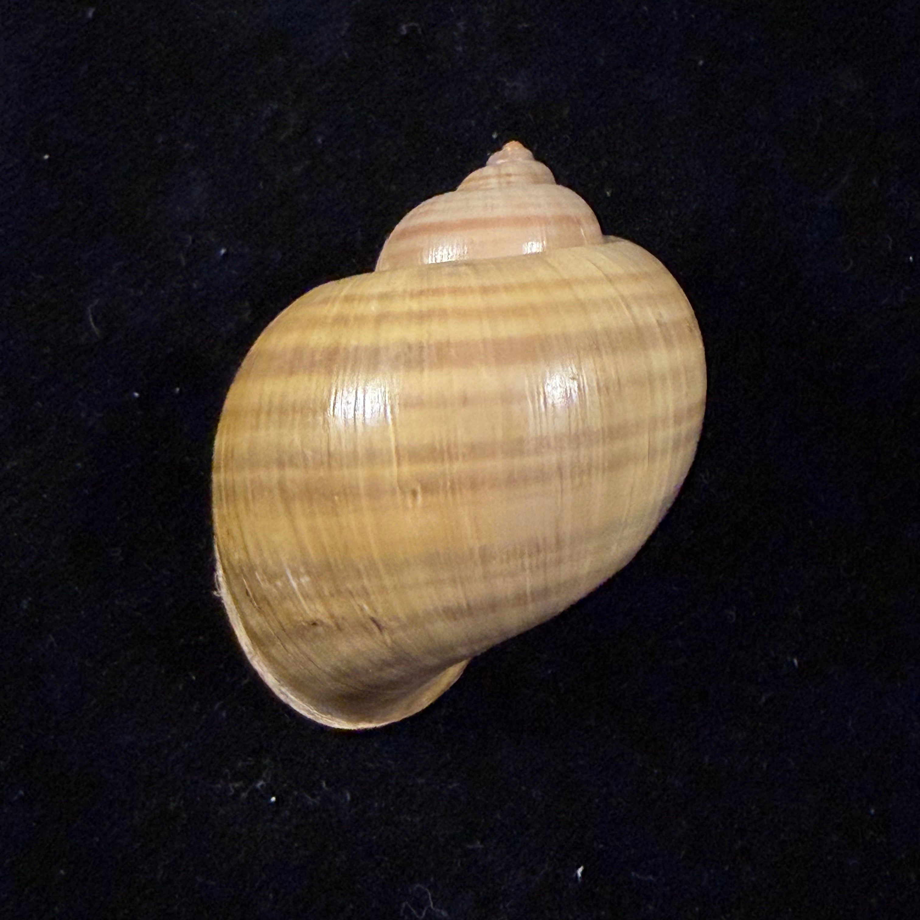 Pomacea lineata (Spix, 1827) - 47mm